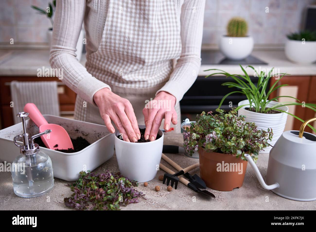 house gardening - Woman planting Callisia repens plant in a pot at home Stock Photo