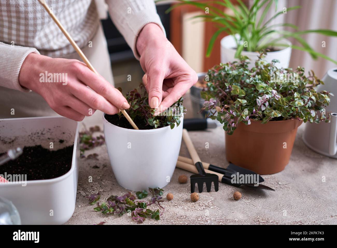 house gardening - Woman planting Callisia repens plant in a pot at home Stock Photo