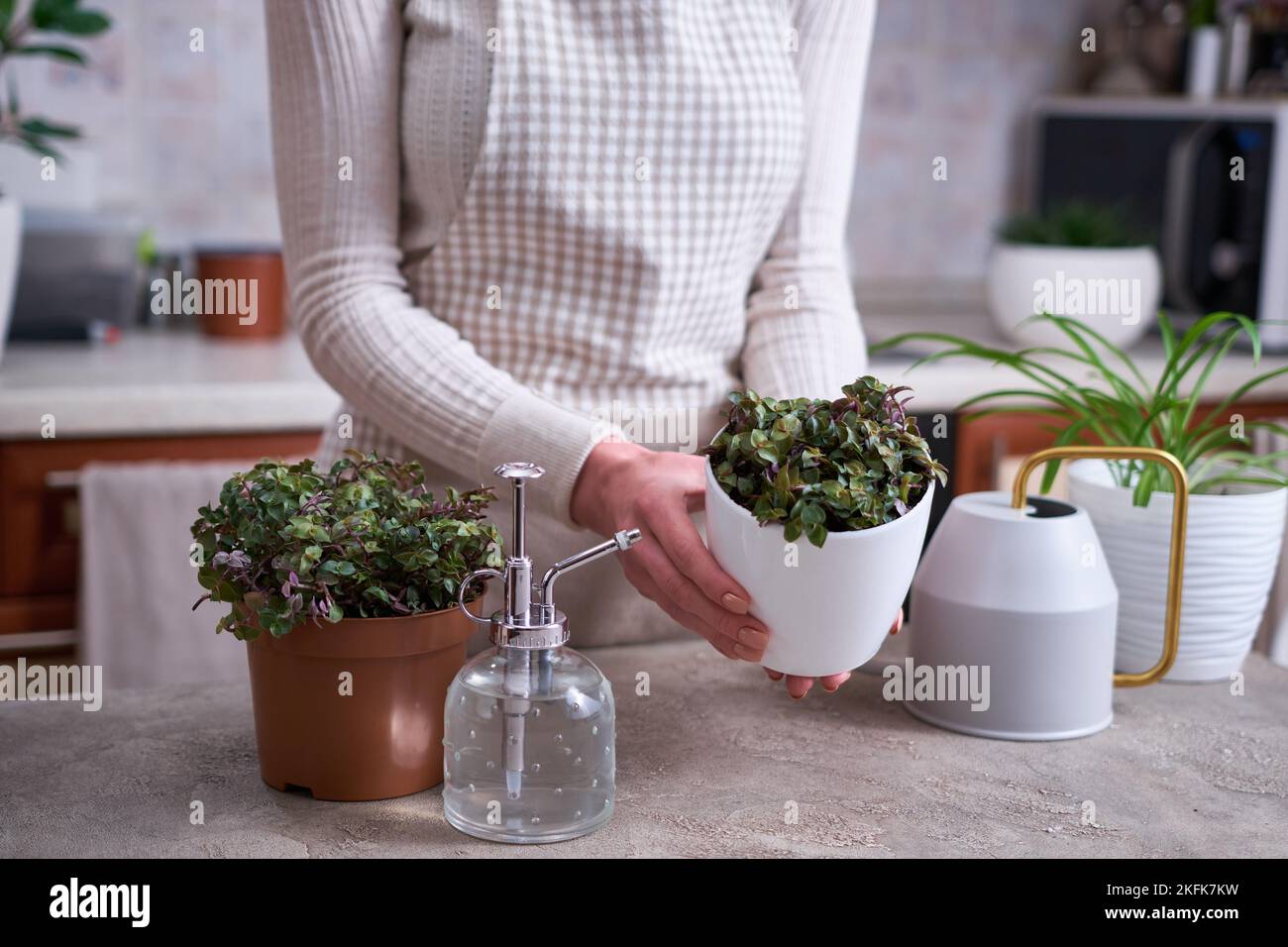 house gardening - Woman taking care of Callisia repens plant in a pot at home Stock Photo