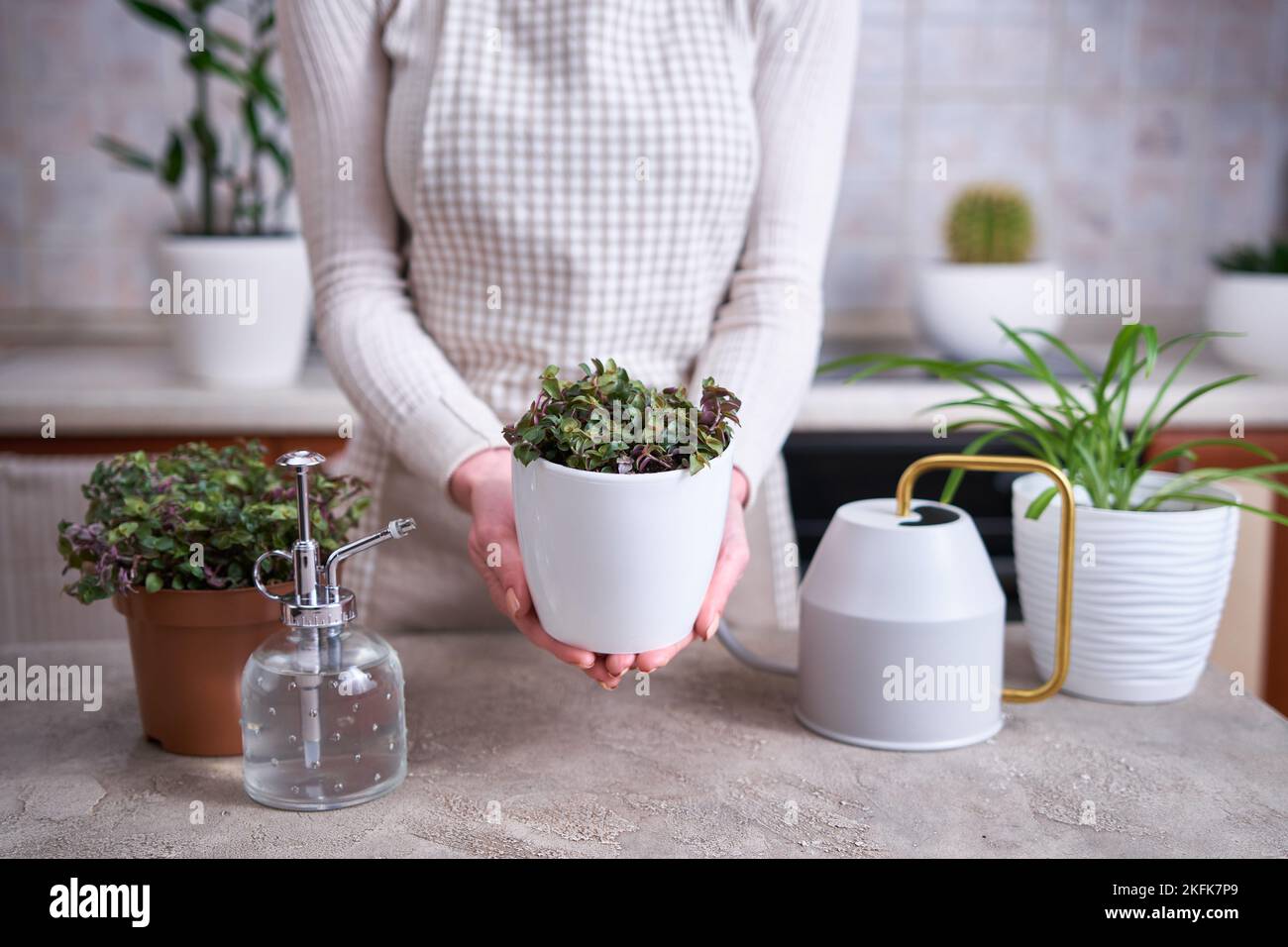 house gardening - Woman taking care of Callisia repens plant in a pot at home Stock Photo