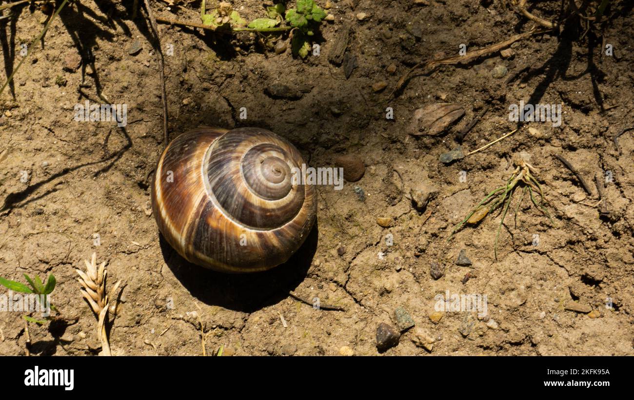 Brown grape snail lies on the background of a mesk of grass Stock Photo ...