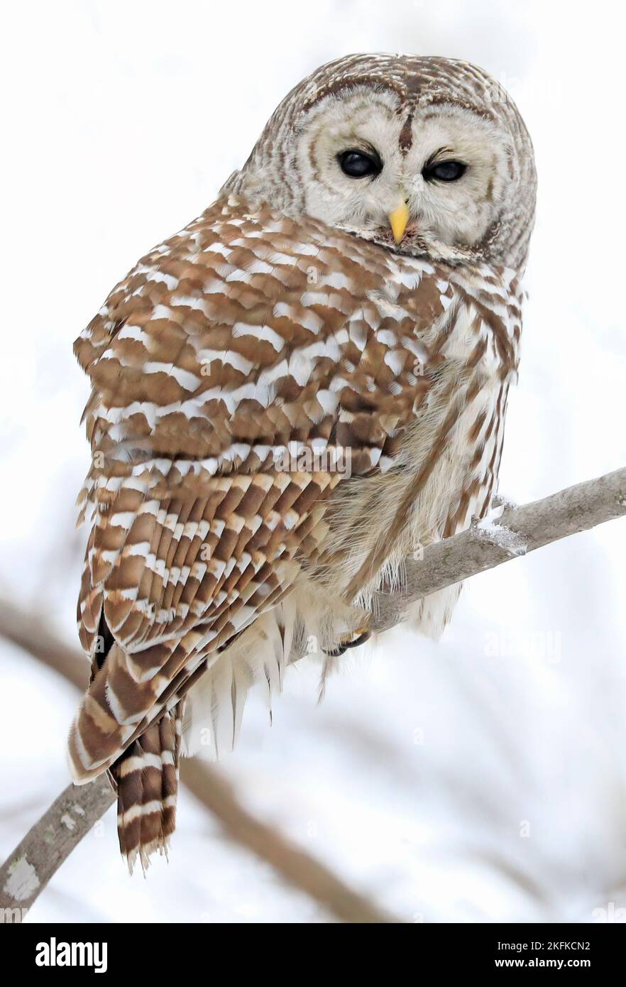 Barred Owl standing on a tree branch with white background, Quebec, Canada Stock Photo