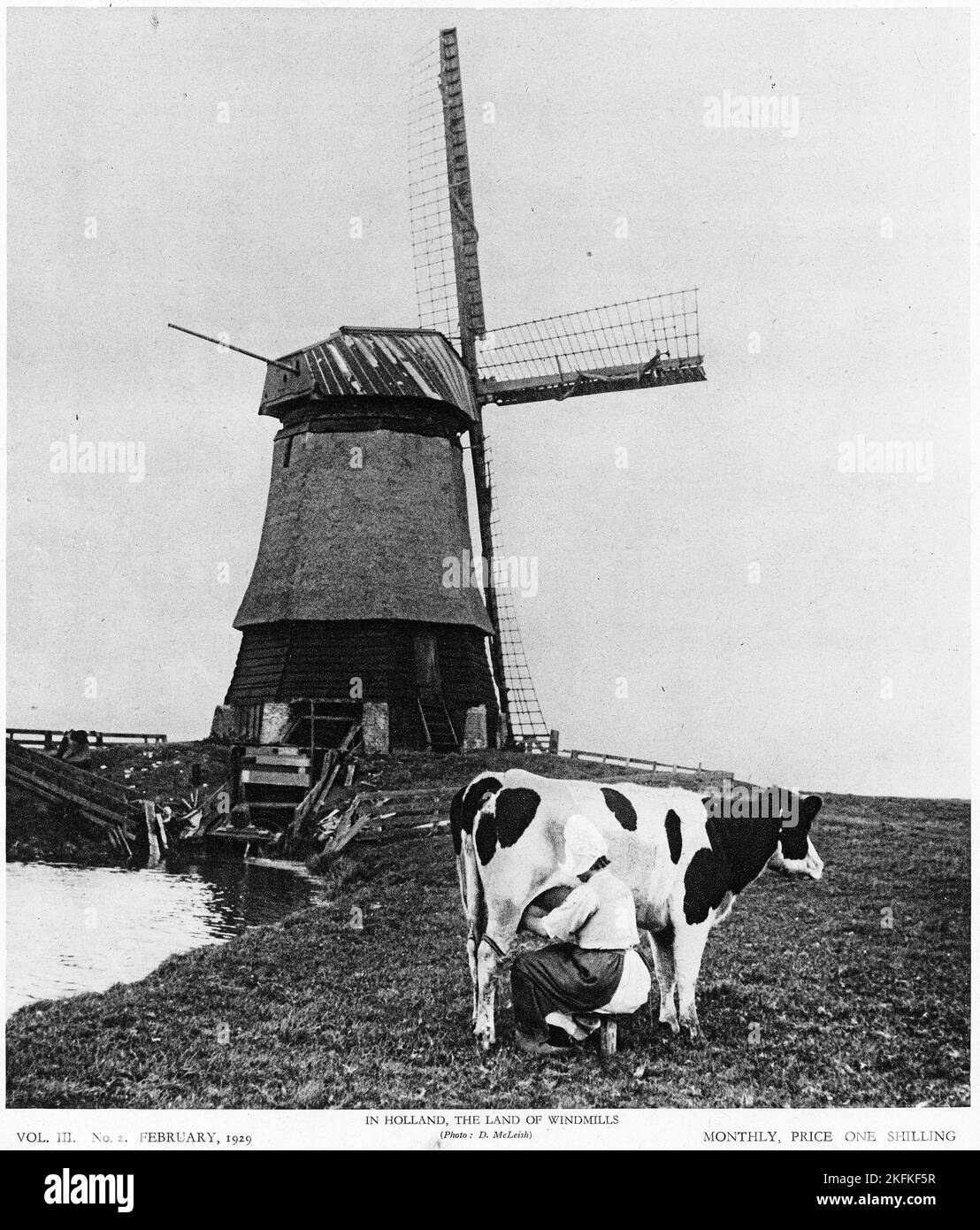 Halftone of  a dairymaid milking a cow In Holland, the land of windmills, from an educational publication, 1927 Stock Photo