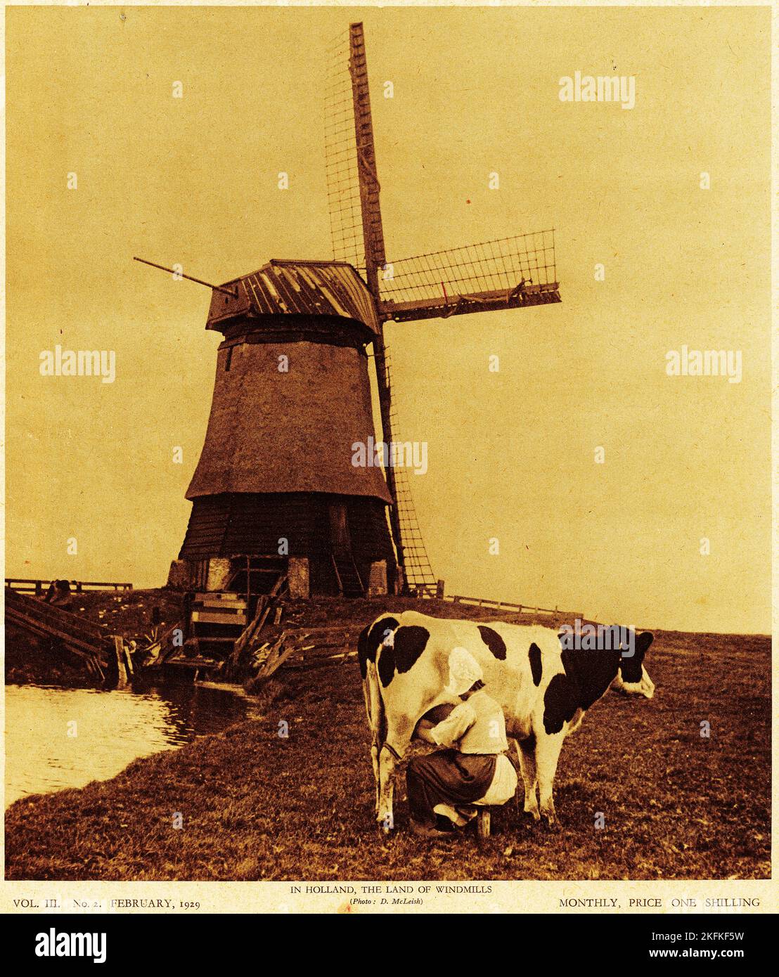 Halftone of  a dairymaid milking a cow In Holland, the land of windmills, from an educational publication, 1927 Stock Photo