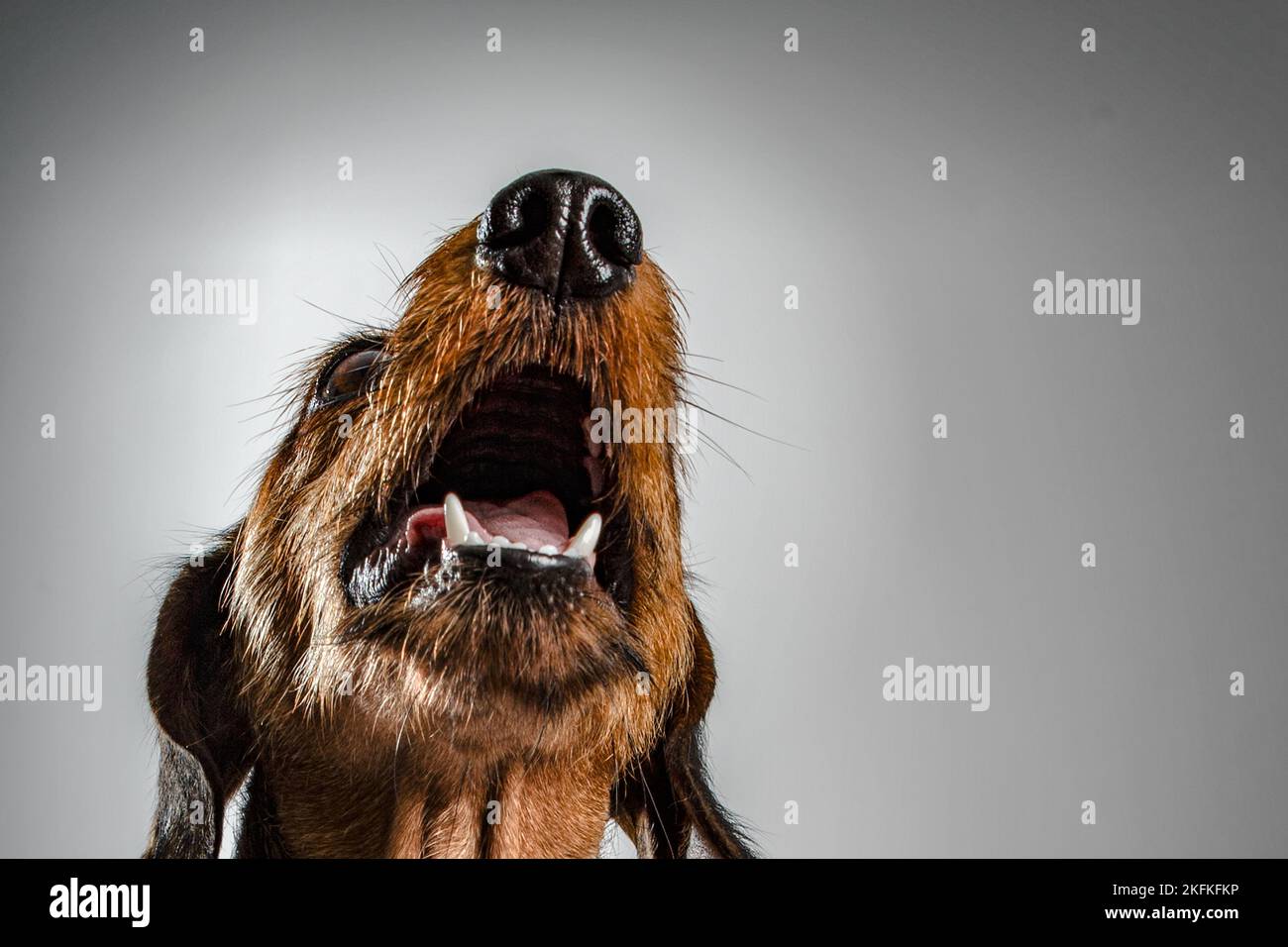 Portrait of dog on a dark background Stock Photo