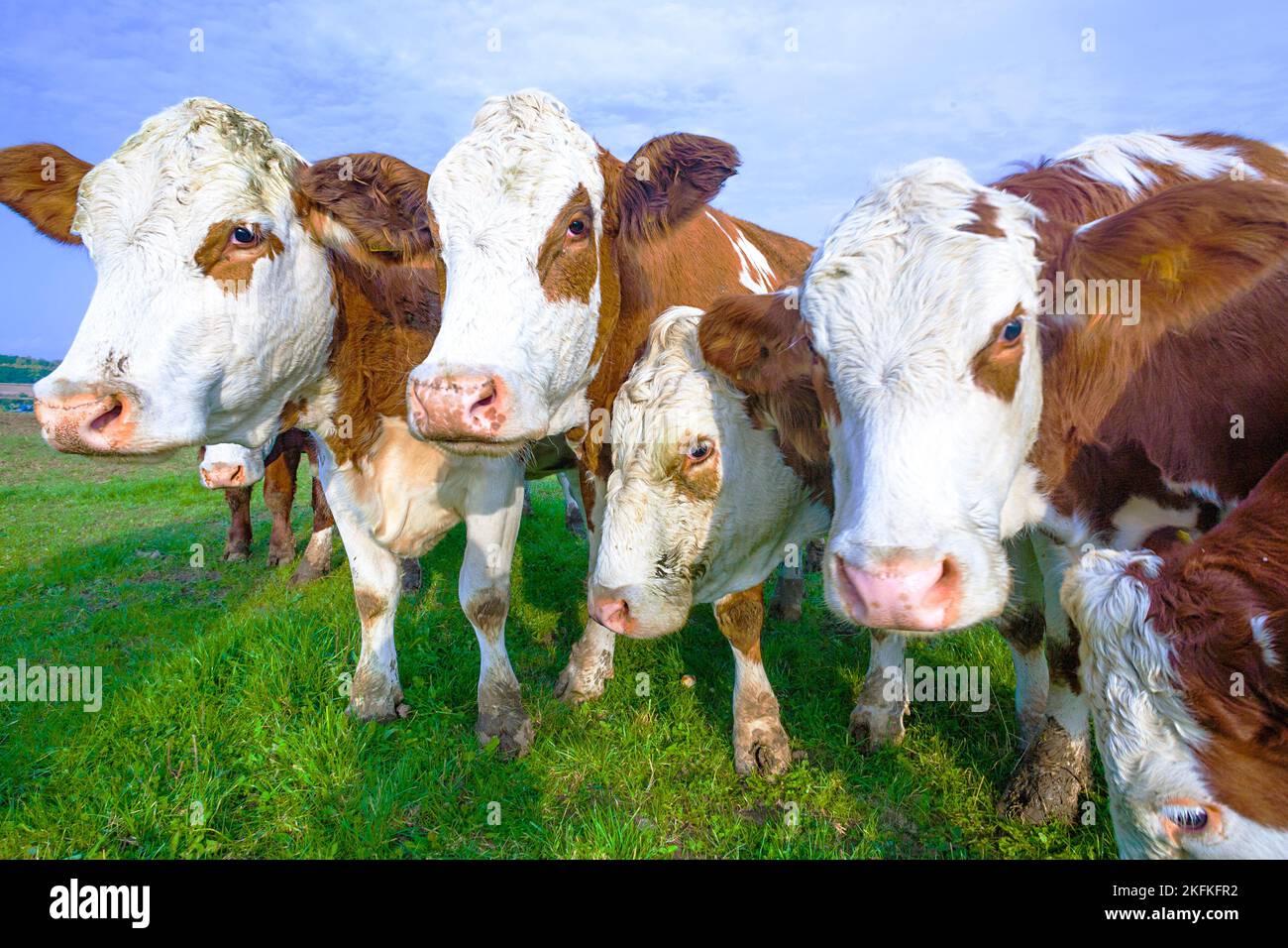 cattle of young cows at the meadow Stock Photo Alamy