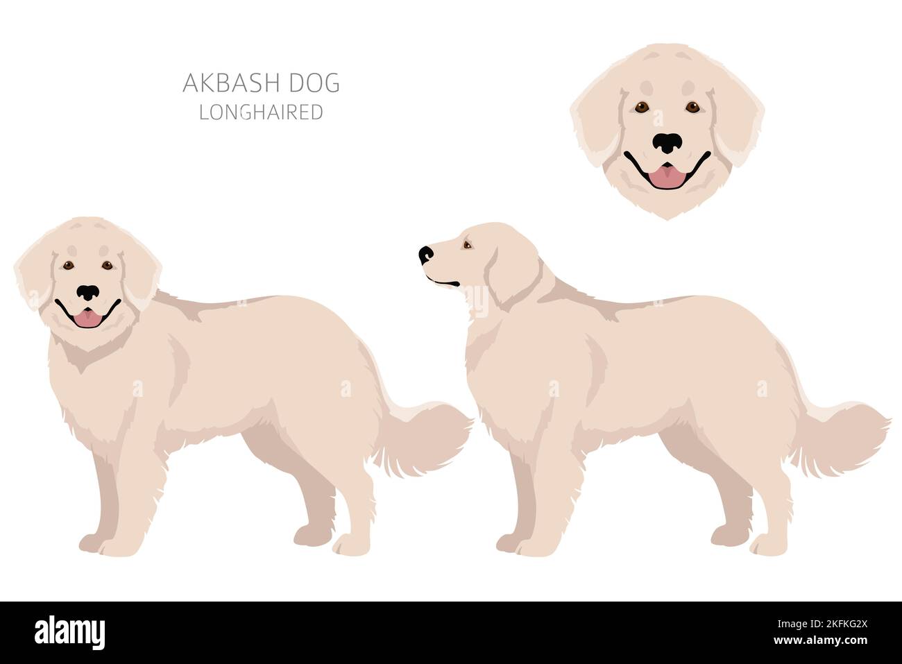Akbash dog longhaired clipart. Different poses, coat colors set.  Vector illustration Stock Vector