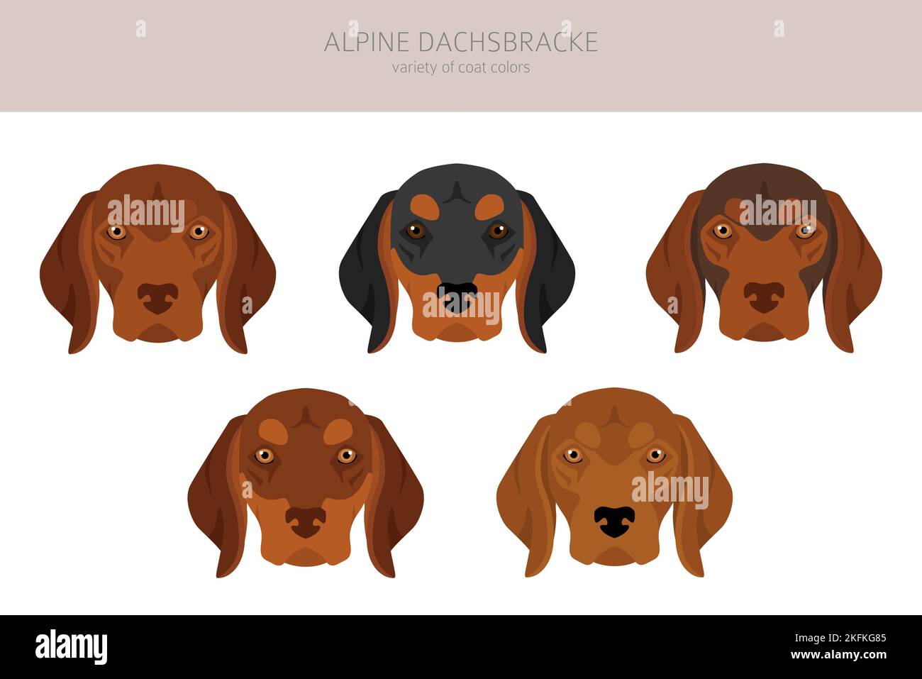Alpine Dachsbracke clipart. Different poses, coat colors set.  Vector illustration Stock Vector