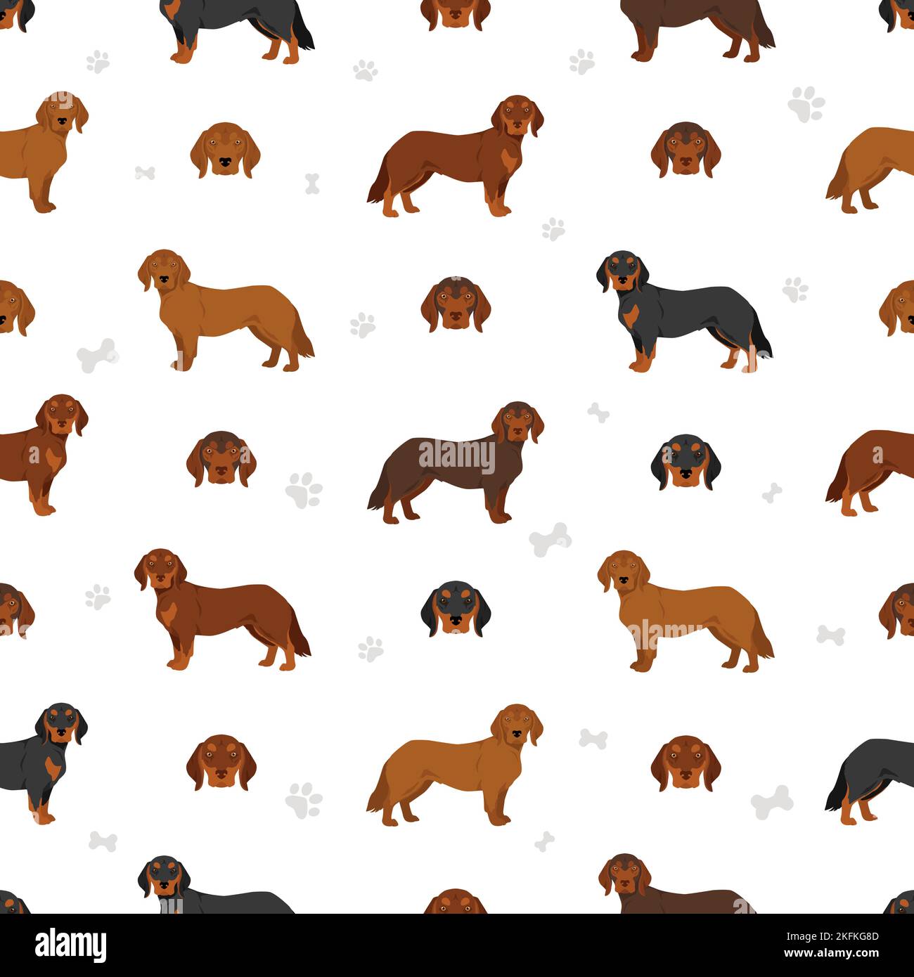 Austrian dachsbracke Stock Vector Images - Alamy