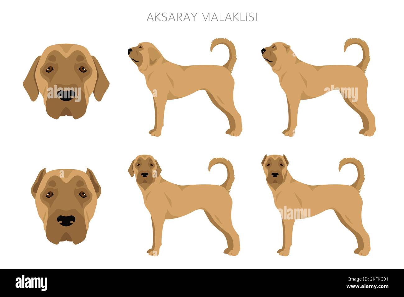 Aksaray dog deals