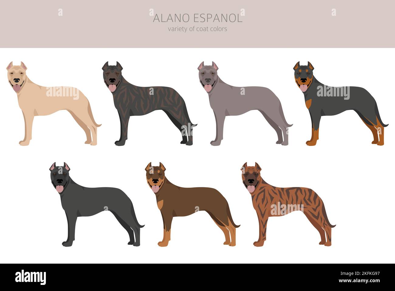 Alano Espanol clipart. Different poses, coat colors set.  Vector illustration Stock Vector