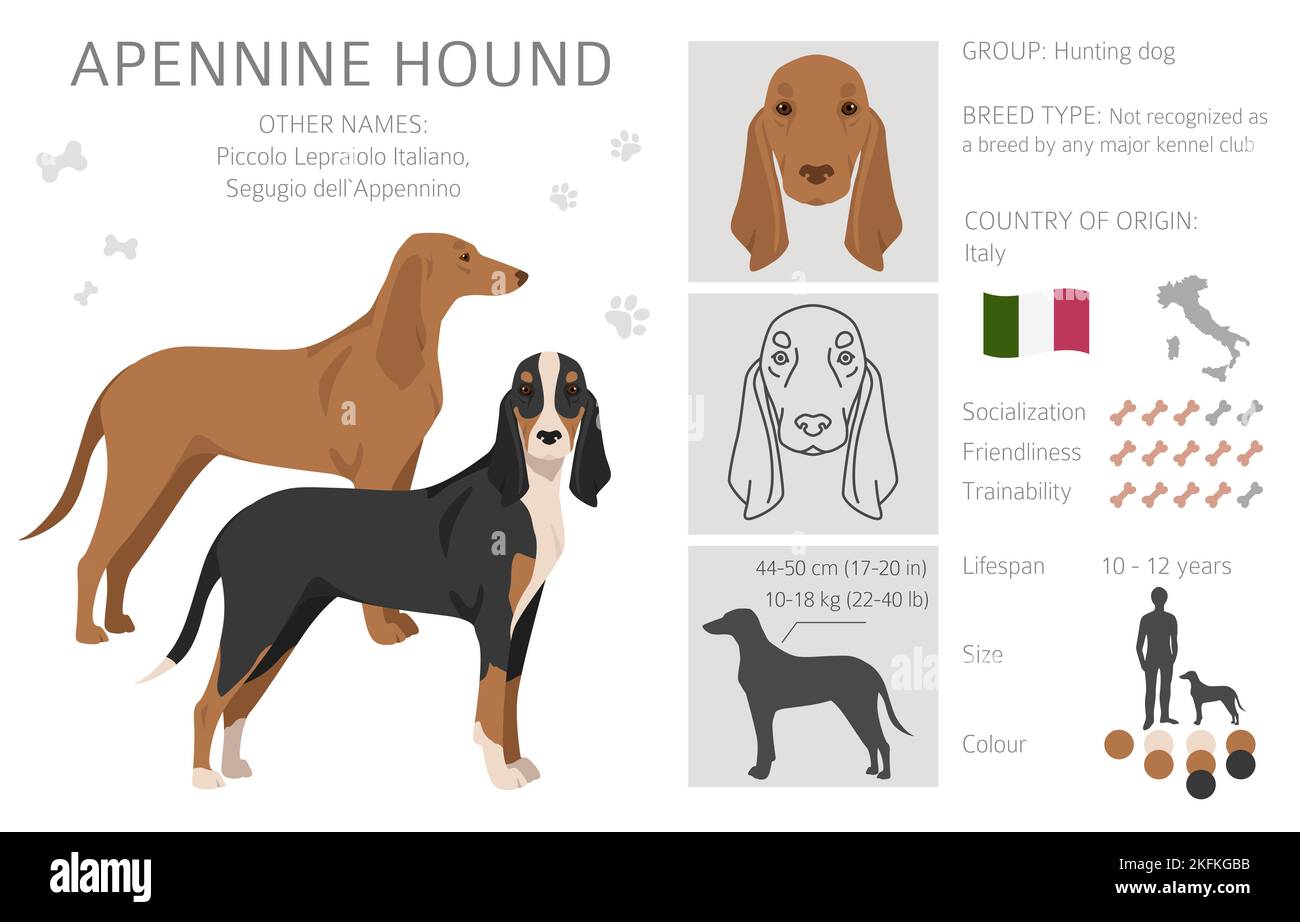 Apennine hound clipart. Different poses, coat colors set. Vector ...