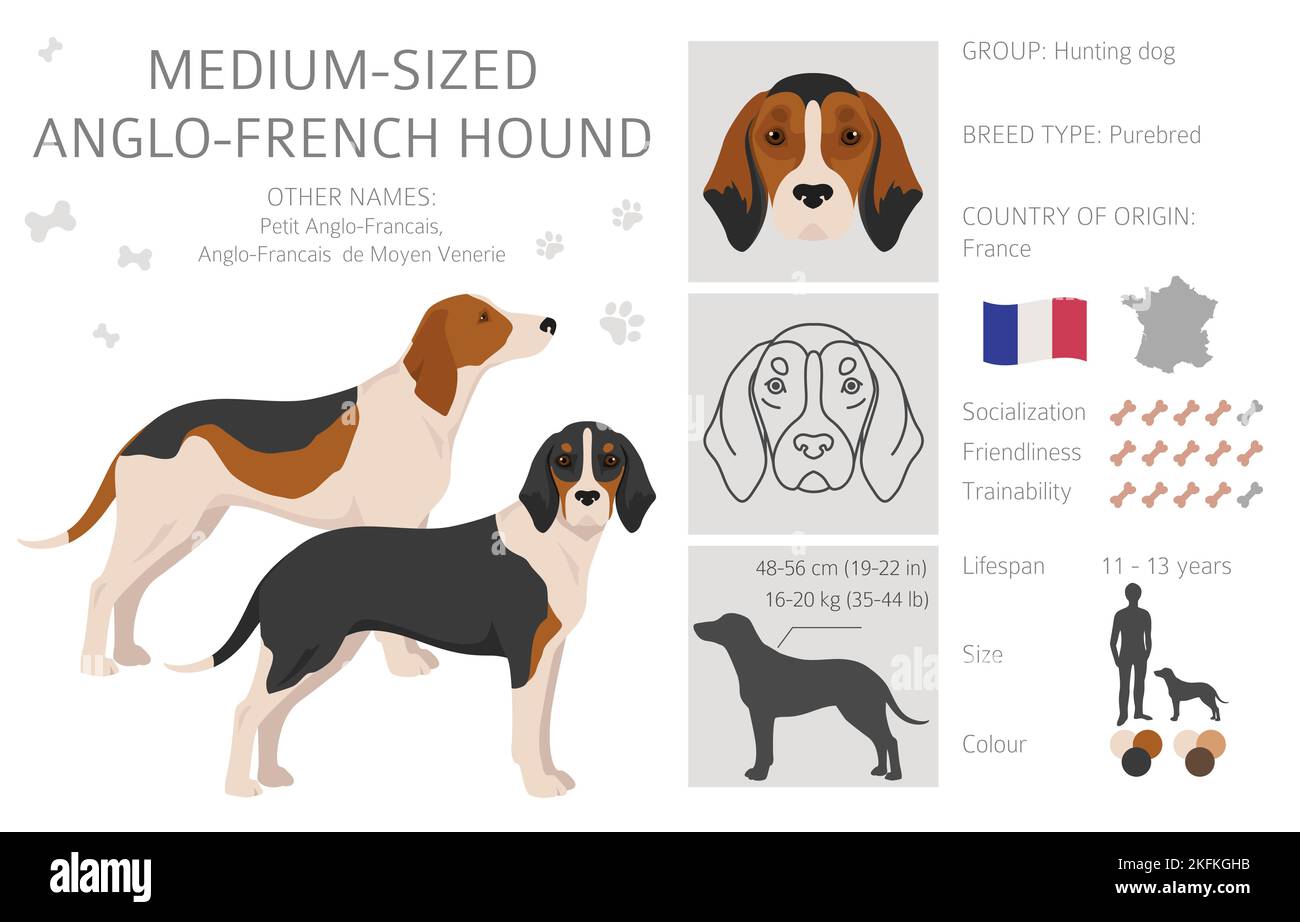 Medium sized cheap hound dogs