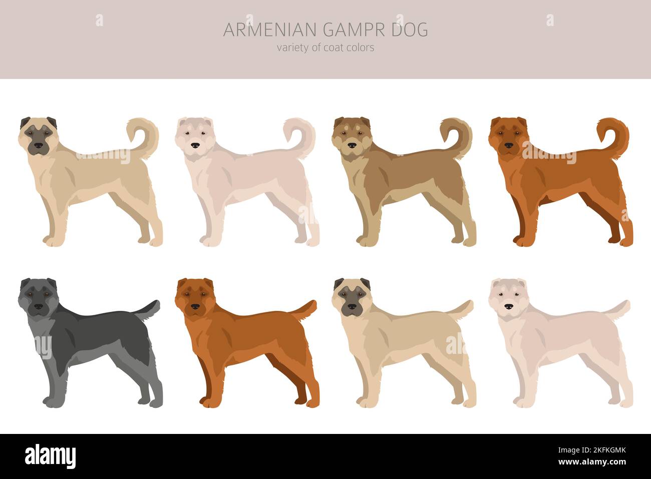 are armenian gampr dog aggressive