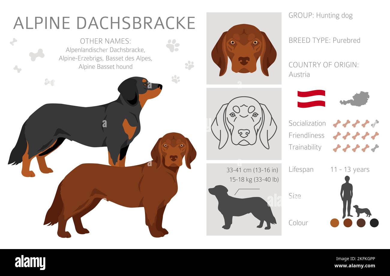 Dachsbracke dogs best sale