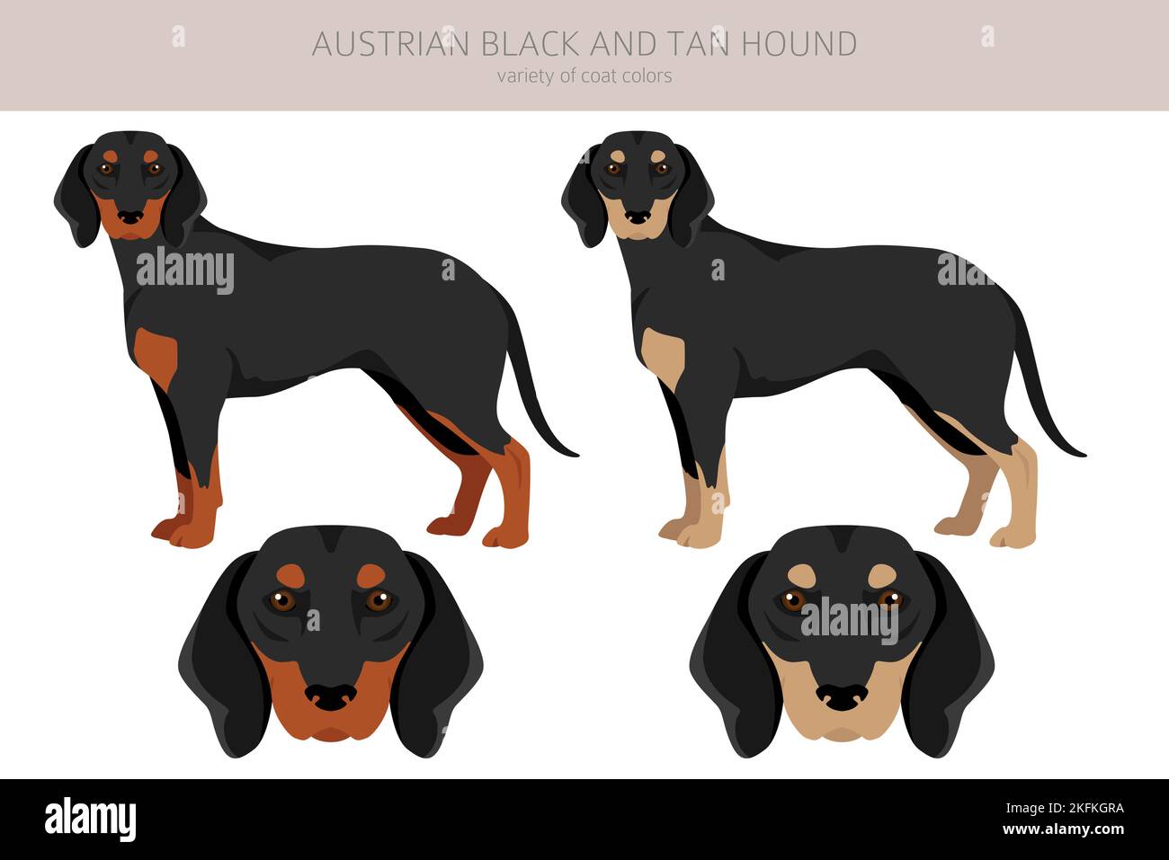 are austrian black and tan hound hypoallergenic