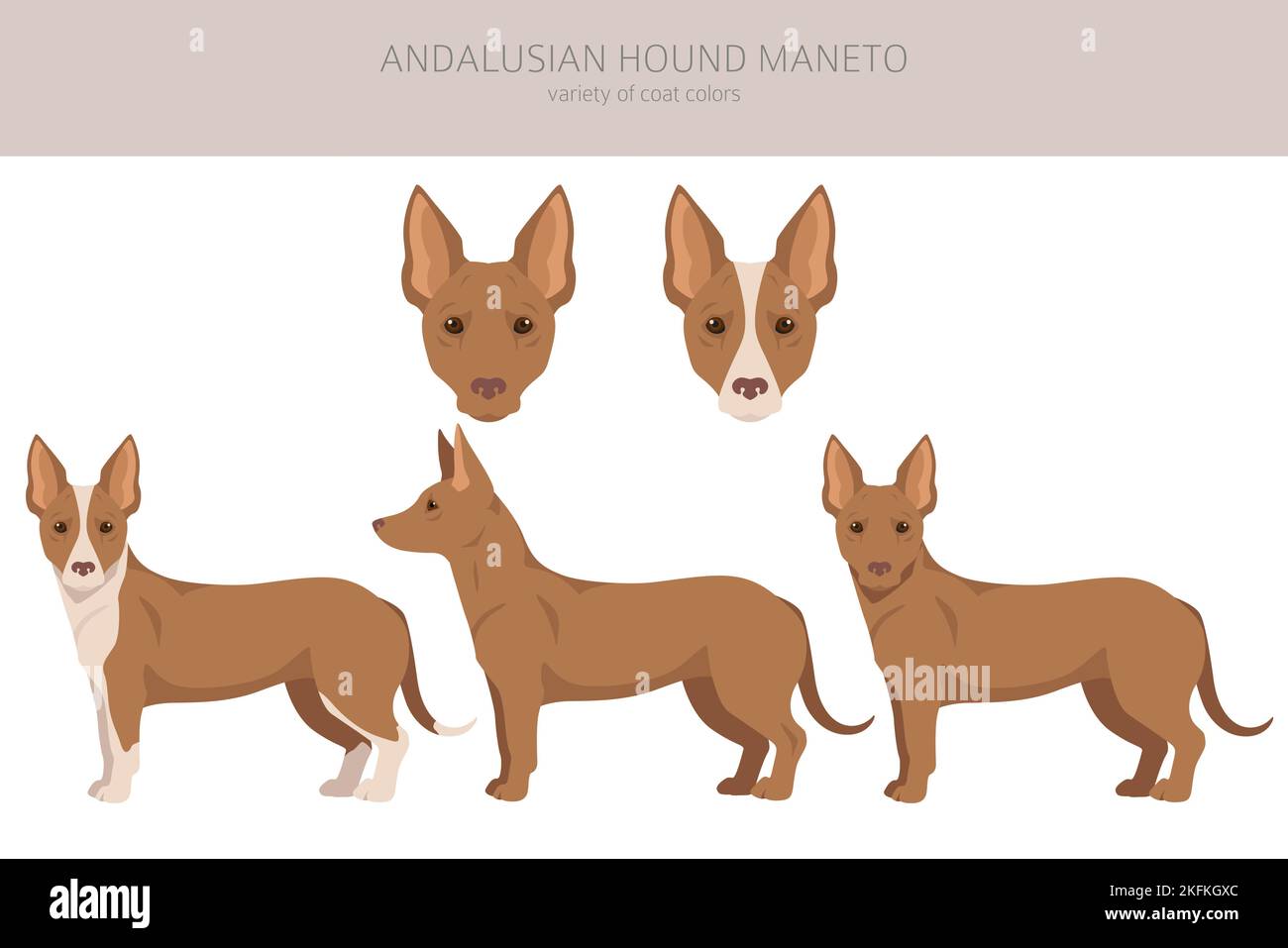 Andalusian hound Maneto clipart. Different poses, coat colors set ...