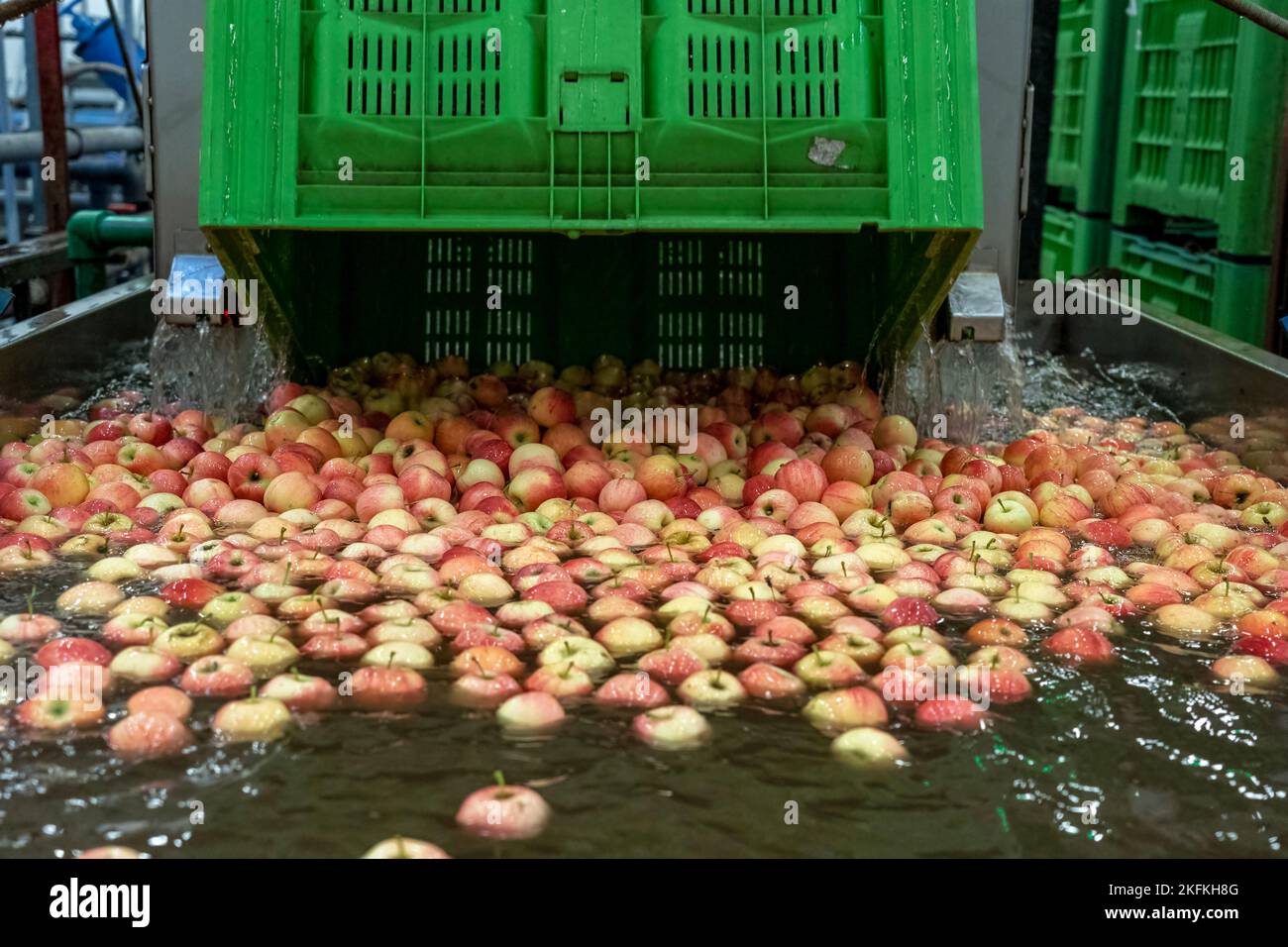 Fresh Apples Floating And Being Washed And Transported In Water Tank Conveyor. Postharvest Handling Of Apples. Stock Photo
