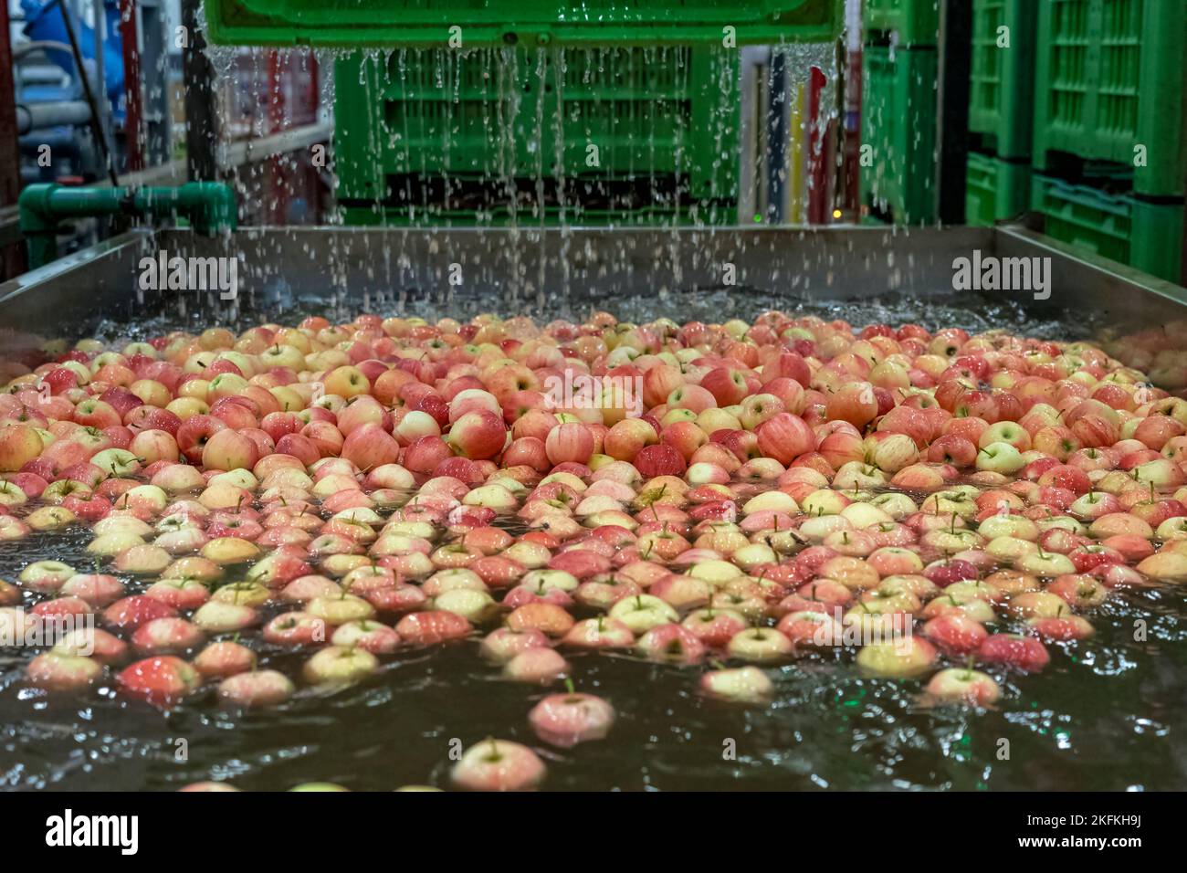 Fresh Apples Floating and Being Washed and Transported in Water Tank Conveyor. Pick and Place Robot Working on Apple Washing Line in Food Processing P Stock Photo