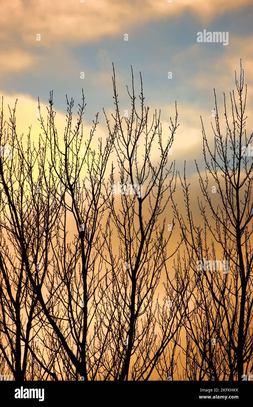 Autumn in the colors of autumn. Autumn or early winter sunset tree