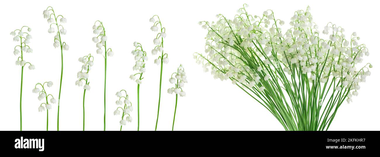 Lilly of the valley flowers isolated on white background with full ...