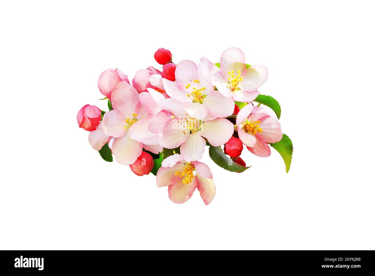 Pink apple tree flowers green leaves white background isolated closeup, blooming red cherry flowers branch, sakura bunch blossom, beautiful spring Stock Photo