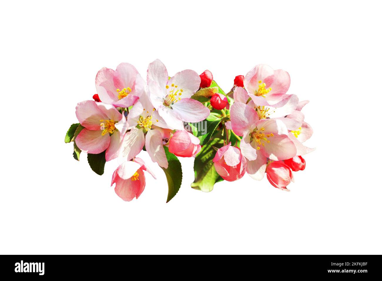 Pink apple tree flowers green leaves white background isolated closeup, blooming red cherry flowers branch, sakura bunch blossom, beautiful spring Stock Photo
