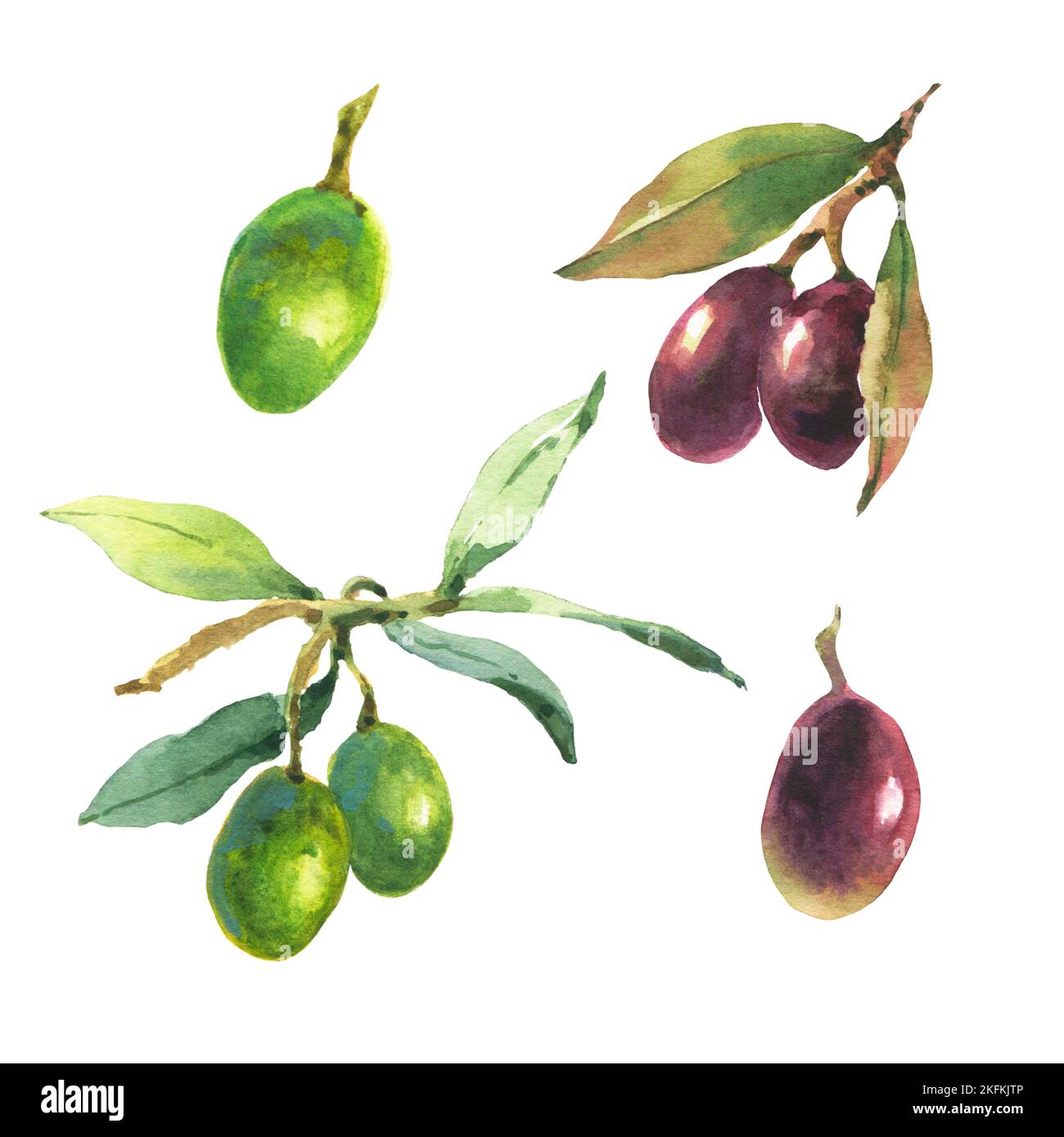 Watercolor illustrations of green and black olives. Hand painted ...