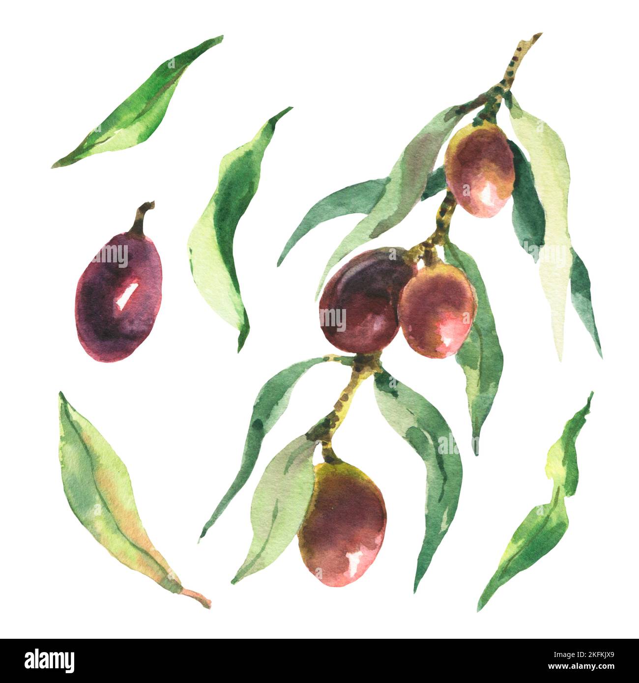 Watercolor set of black olives. Hand painted illustration with olive ...