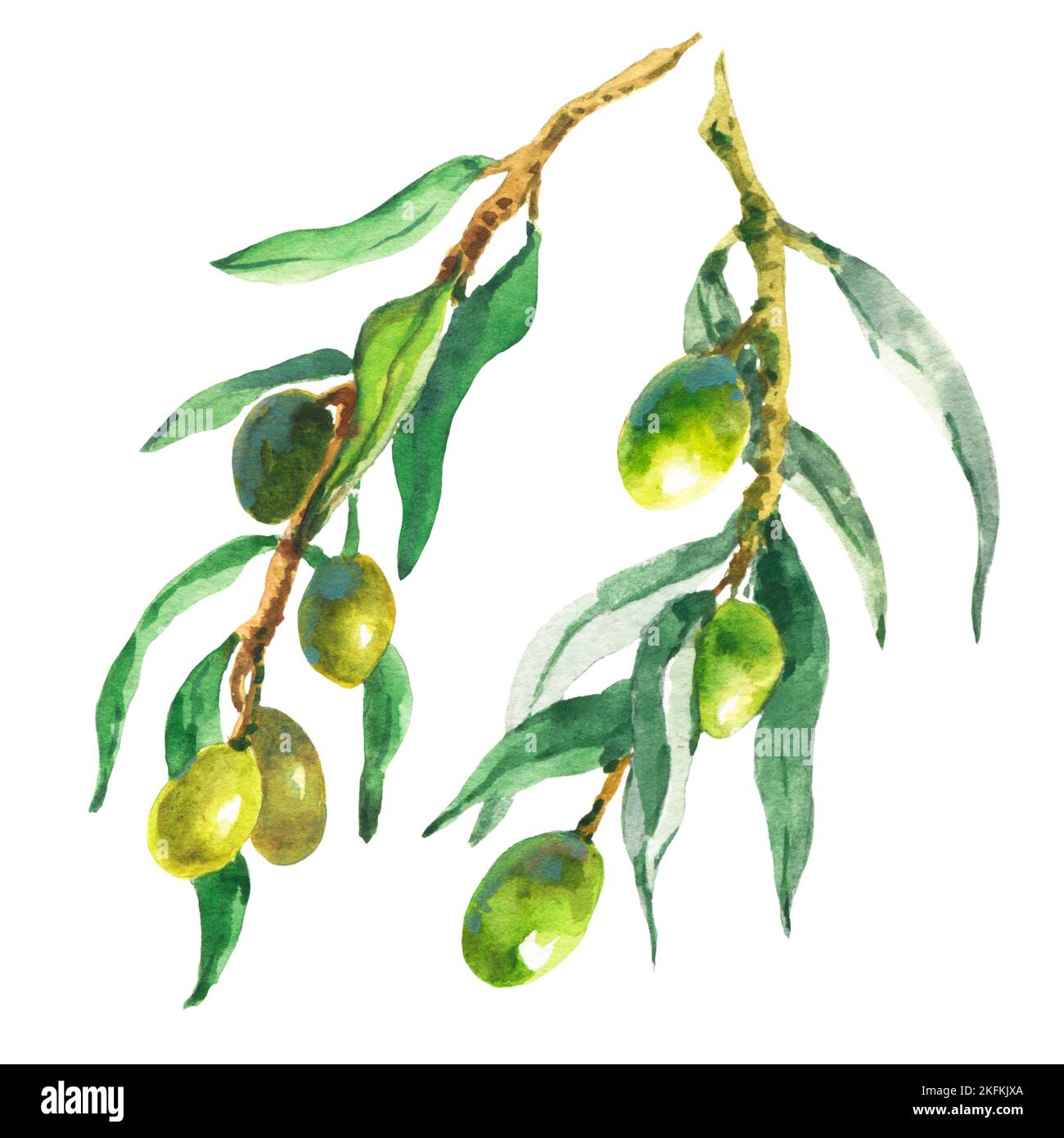 Watercolor set of olive branches, leaves and berries. Hand painted ...