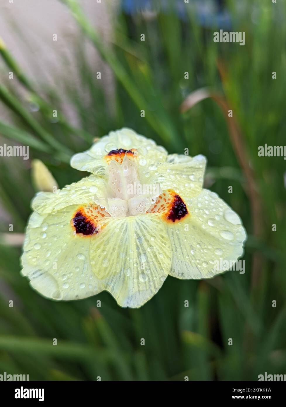 Exquisite African Iris Yellow Capture in 4K Exquisite African Iris Yellow Capture in 4K
