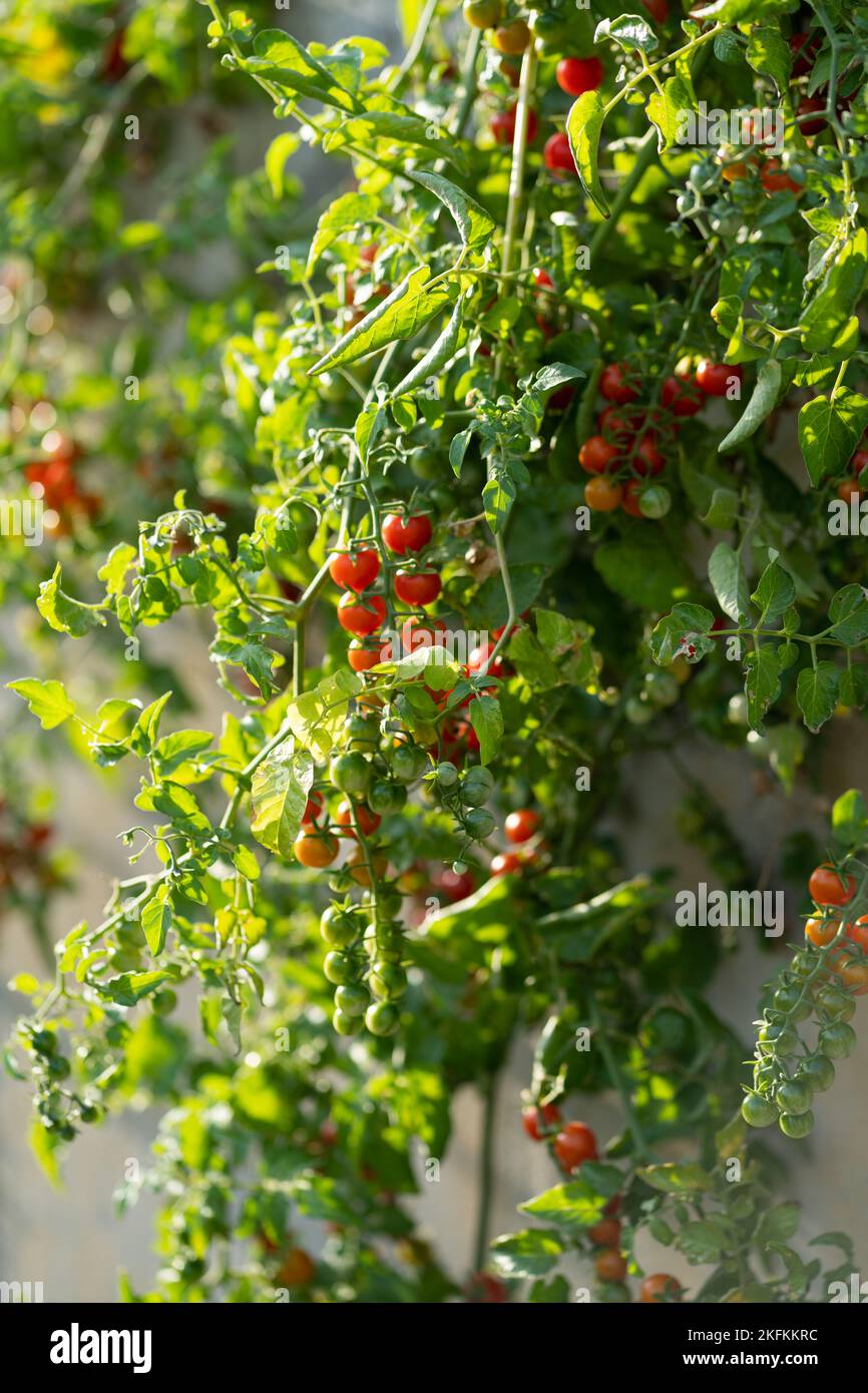 Cherry tomato fruits hanging from green bush growing inside greenhouse
