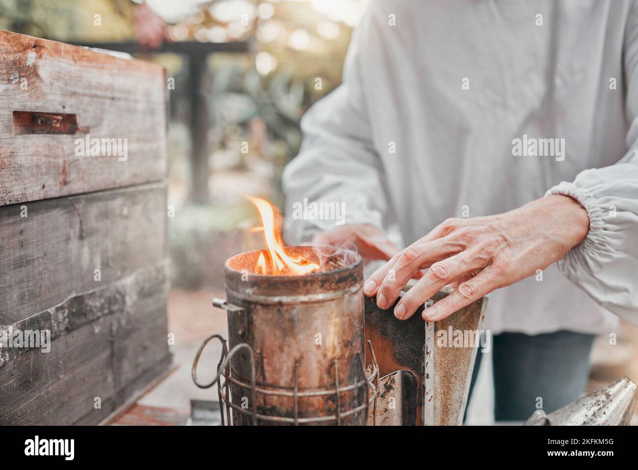 Beekeeper, bee bellows and fire to smoke in closeup at apiary in farming, agriculture and industry. Beekeeping, woman working and hands zoom with Stock Photo