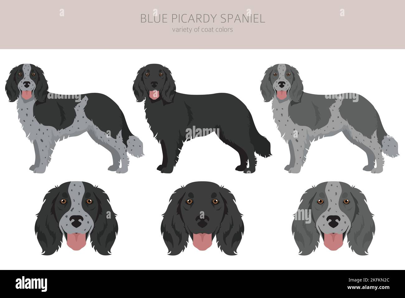 Blue Picardy Spaniel clipart. Different coat colors and poses set.  Vector illustration Stock Vector