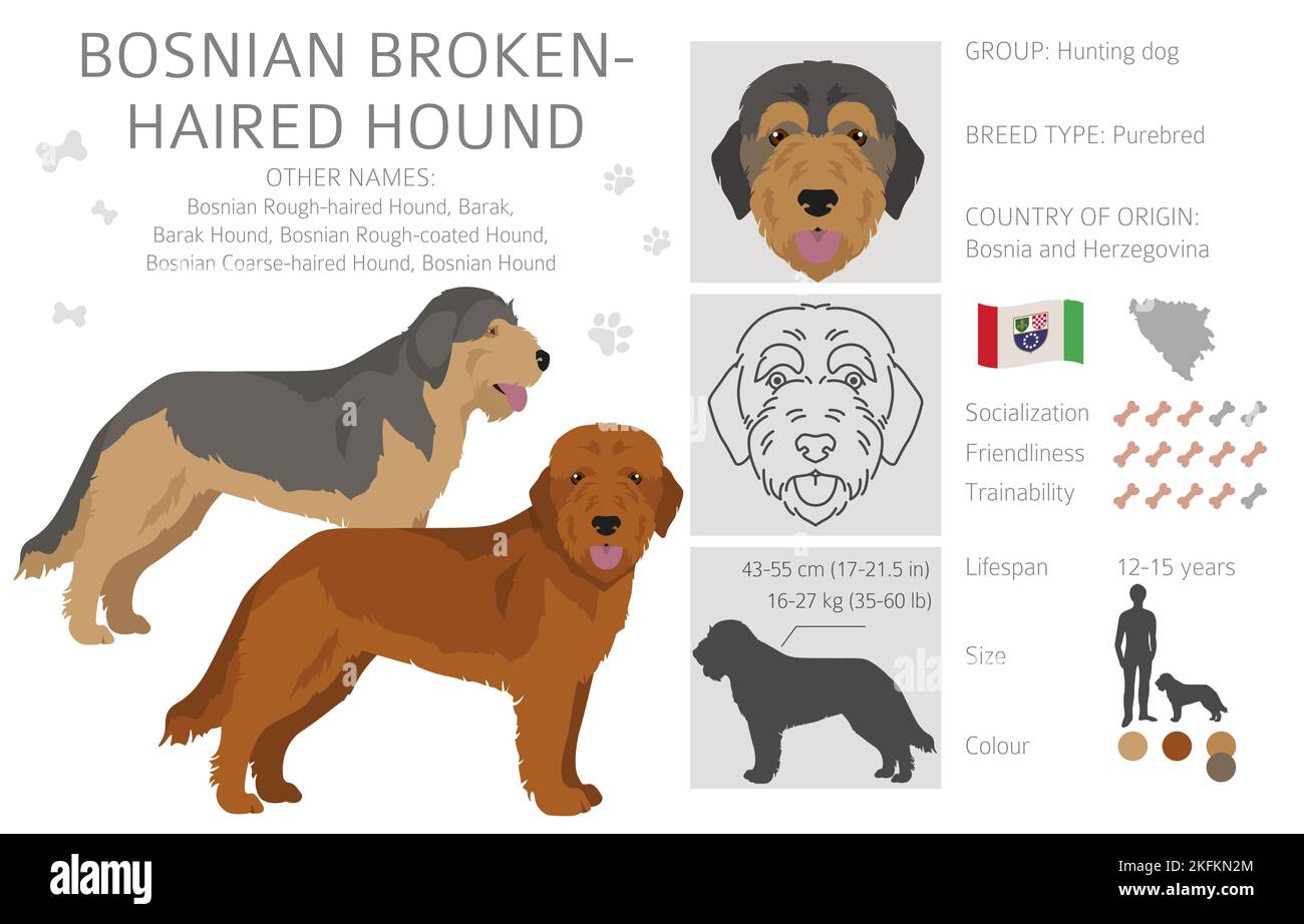 barak hound hounds info about whats this