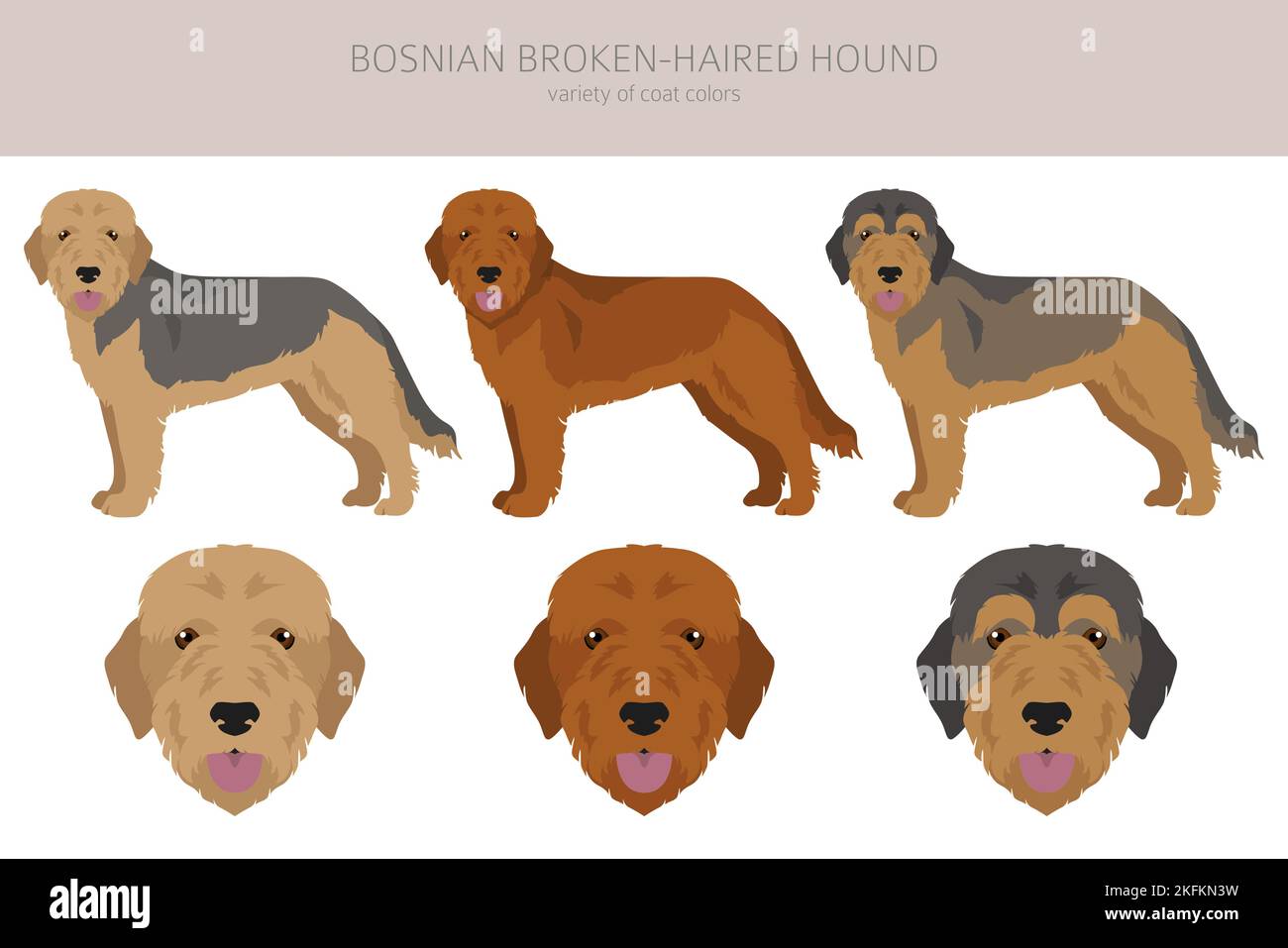 barak hound hounds info about whats this