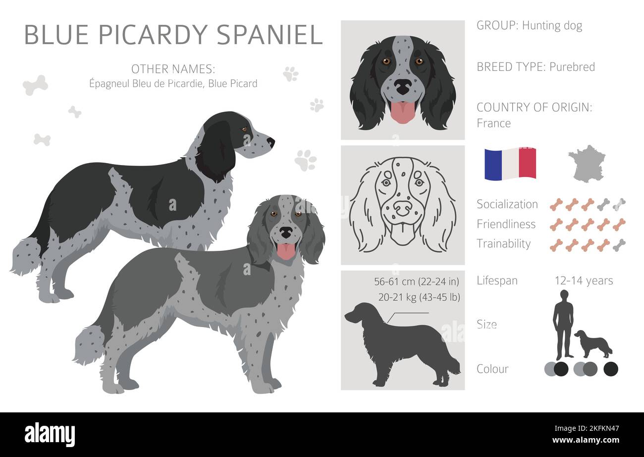 Blue Picardy Spaniel clipart. Different coat colors and poses set.  Vector illustration Stock Vector