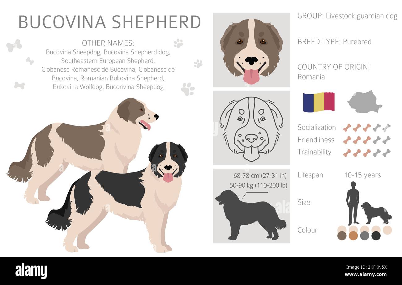 Bucovina shepherd clipart. Different coat colors and poses set.  Vector illustration Stock Vector