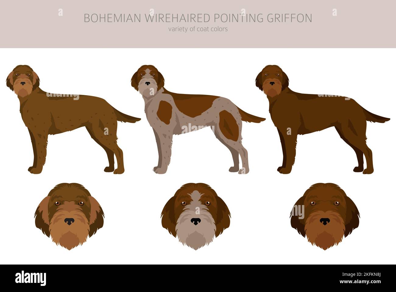 Bohemian wirehaired cheap pointer