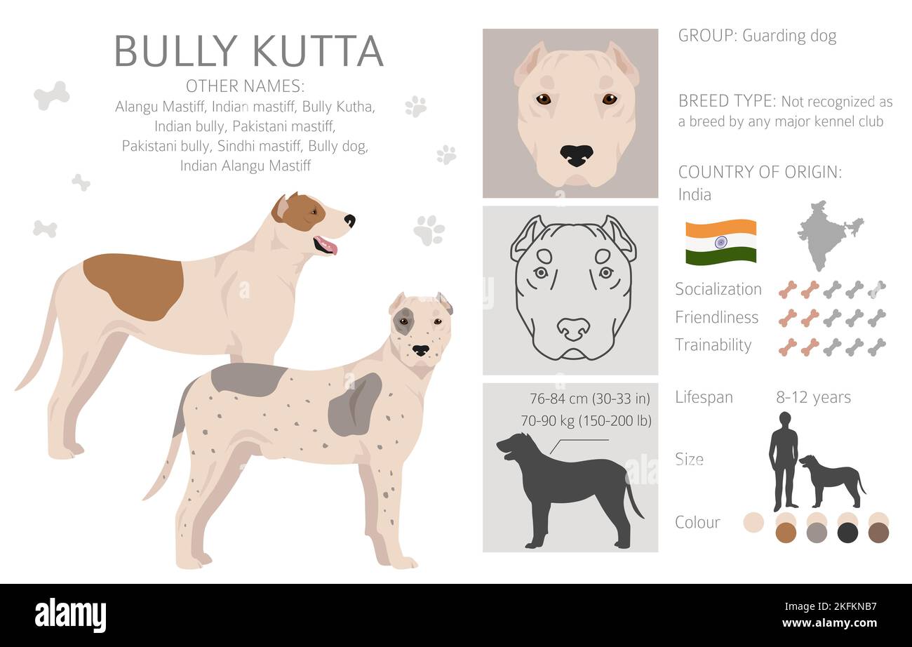 Bully Kutta clipart. Different coat colors and poses set.  Vector illustration Stock Vector