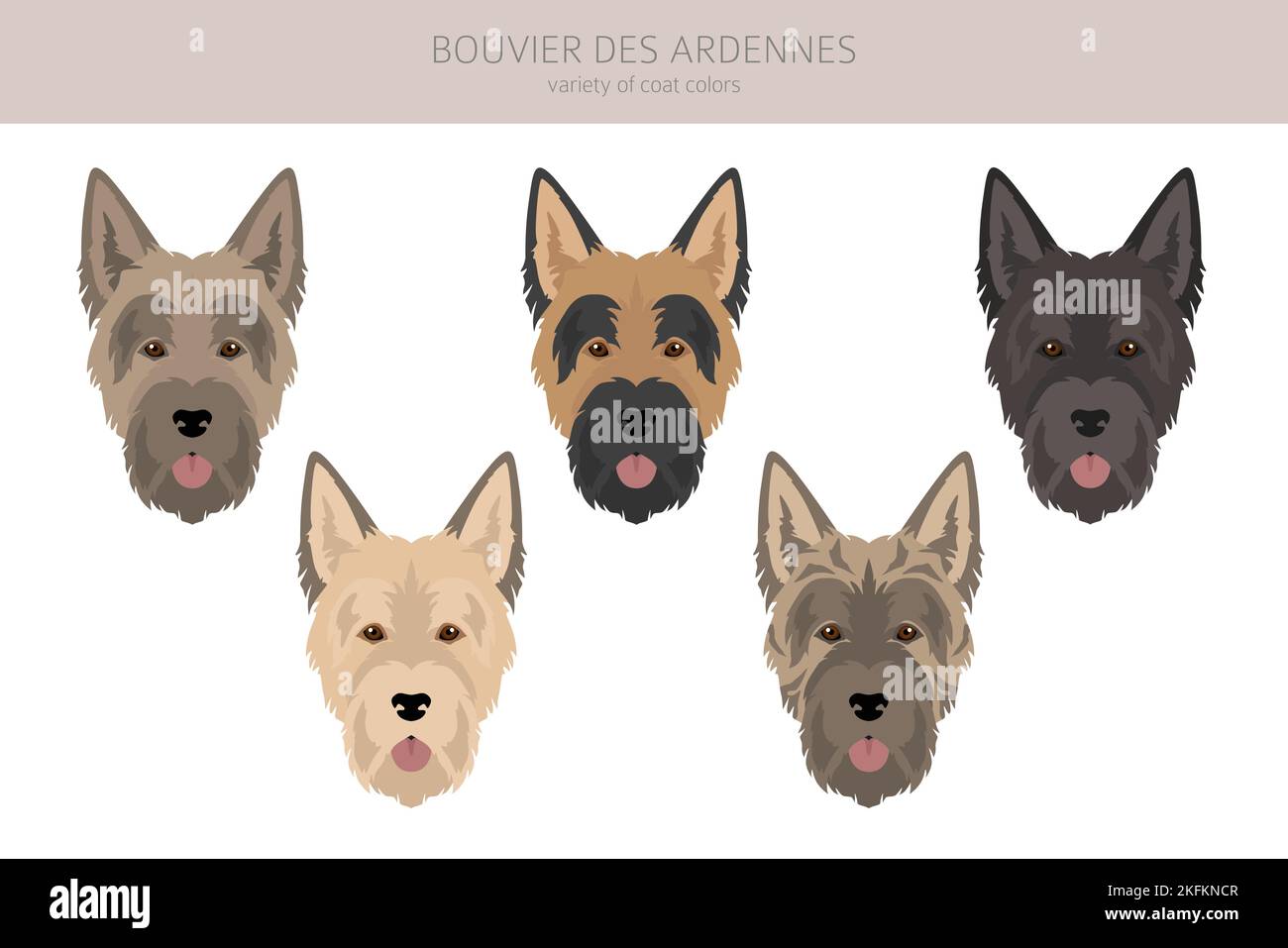 Bouvier des Ardennes clipart. Different coat colors and poses set.  Vector illustration Stock Vector