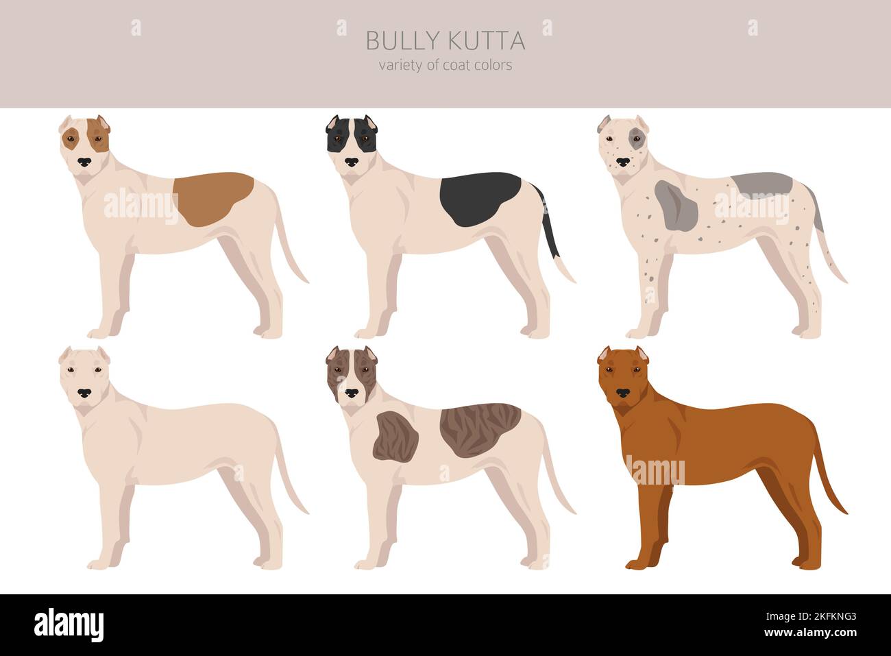 Bully Kutta clipart. Different coat colors and poses set.  Vector illustration Stock Vector