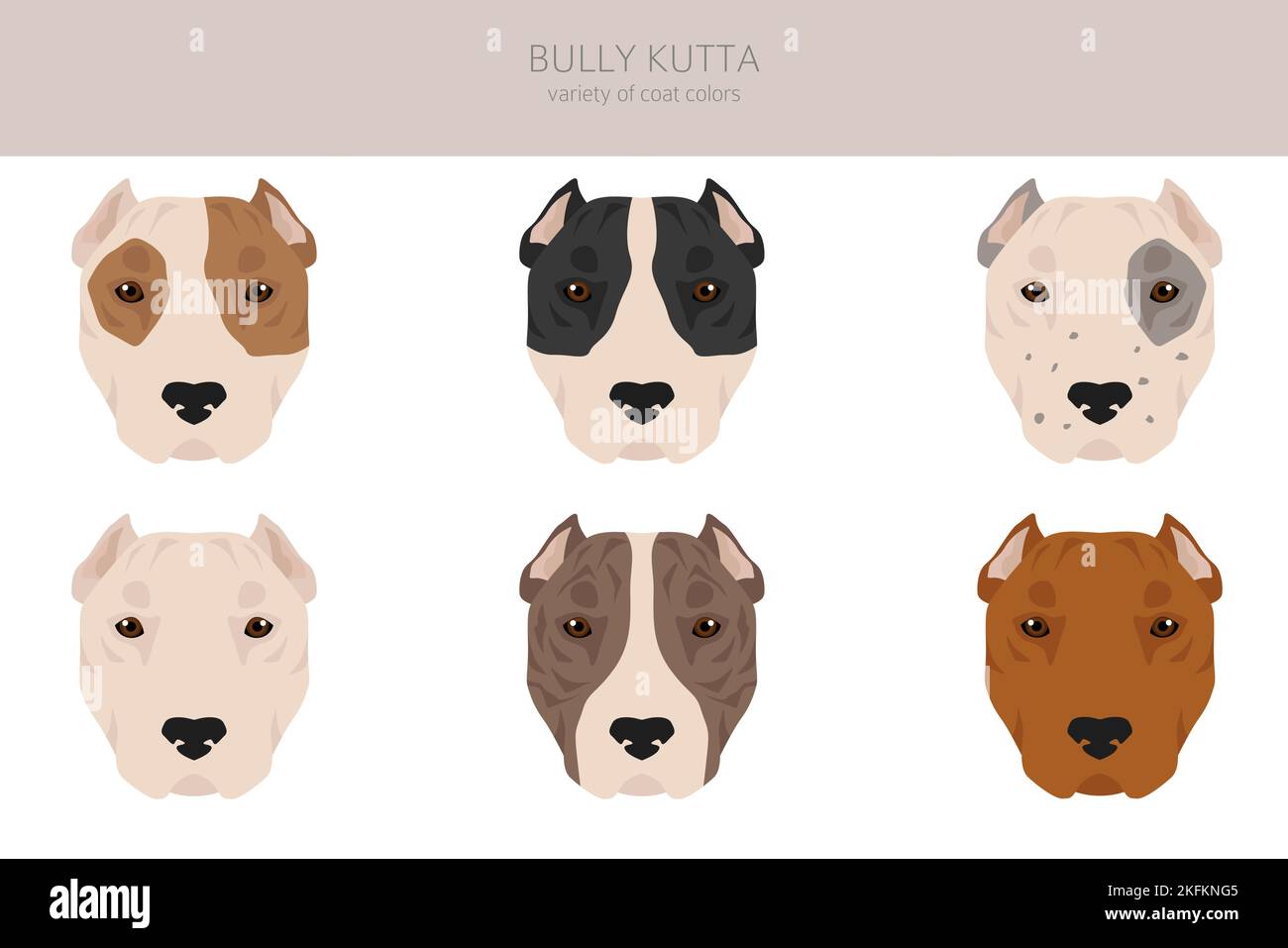 what is the breed of bully kutta