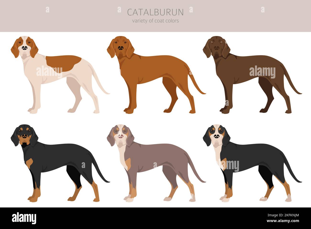Catalburun, Turkish double nose Pointer clipart. Different poses, coat colors set.  Vector illustration Stock Vector
