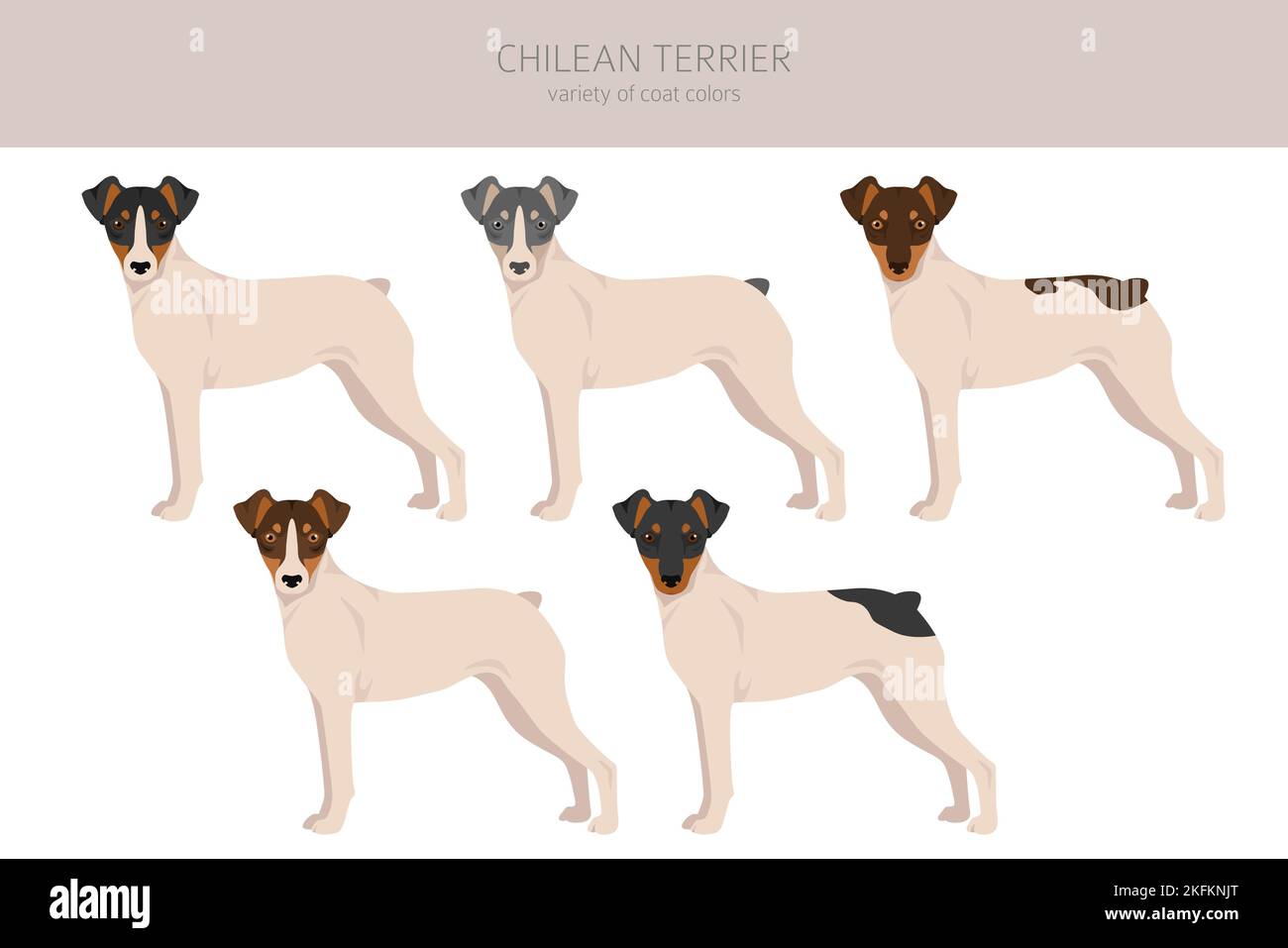 Chilean terrier hi-res stock photography and images - Alamy