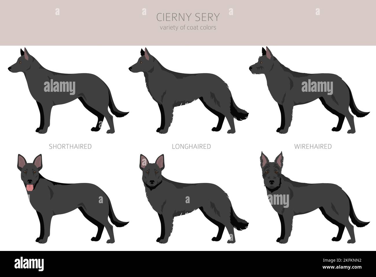 Cierny Sery clipart. Different poses, coat colors set. Vector ...