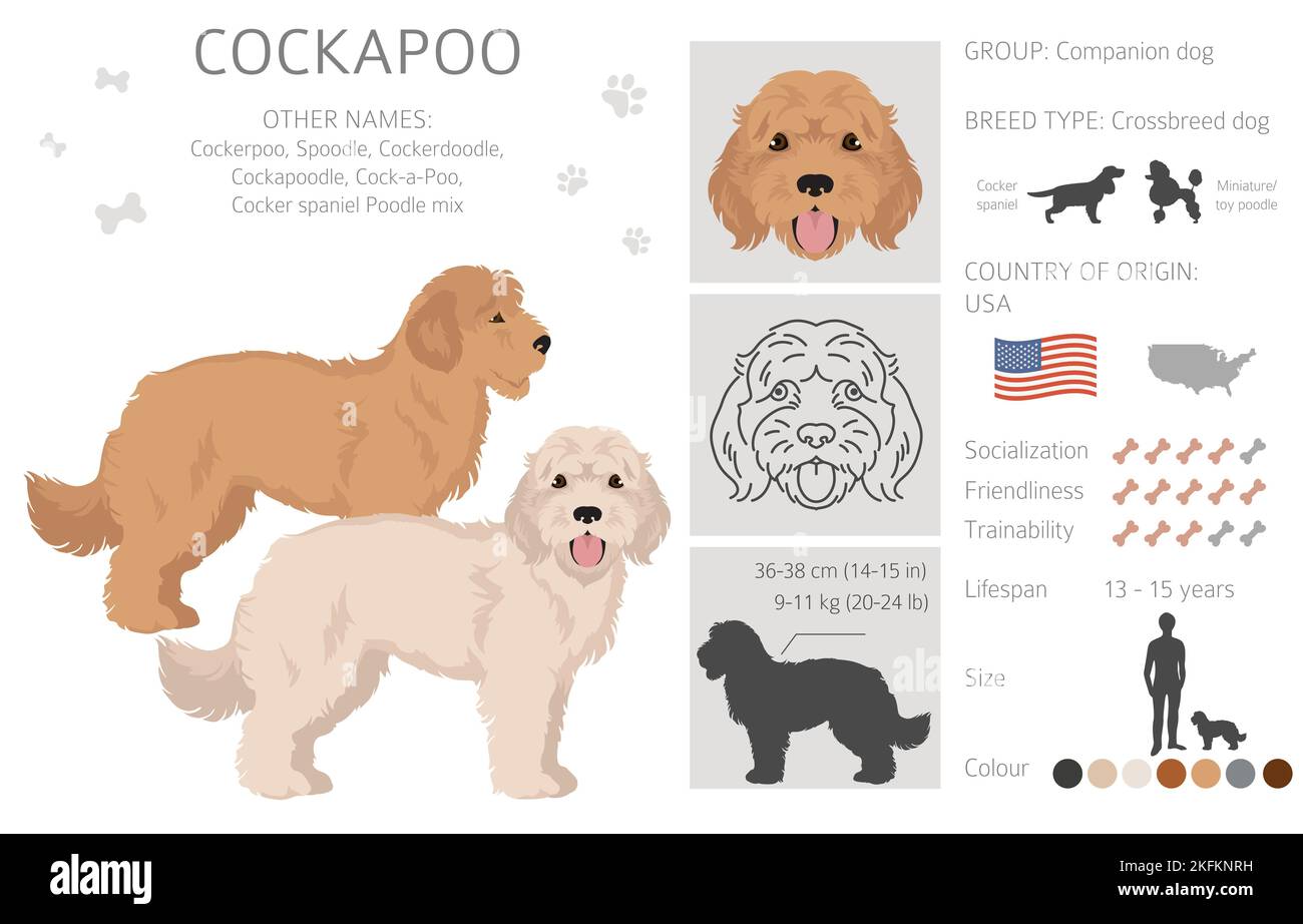 Cockapoo mix breed clipart. Different poses, coat colors set. Vector