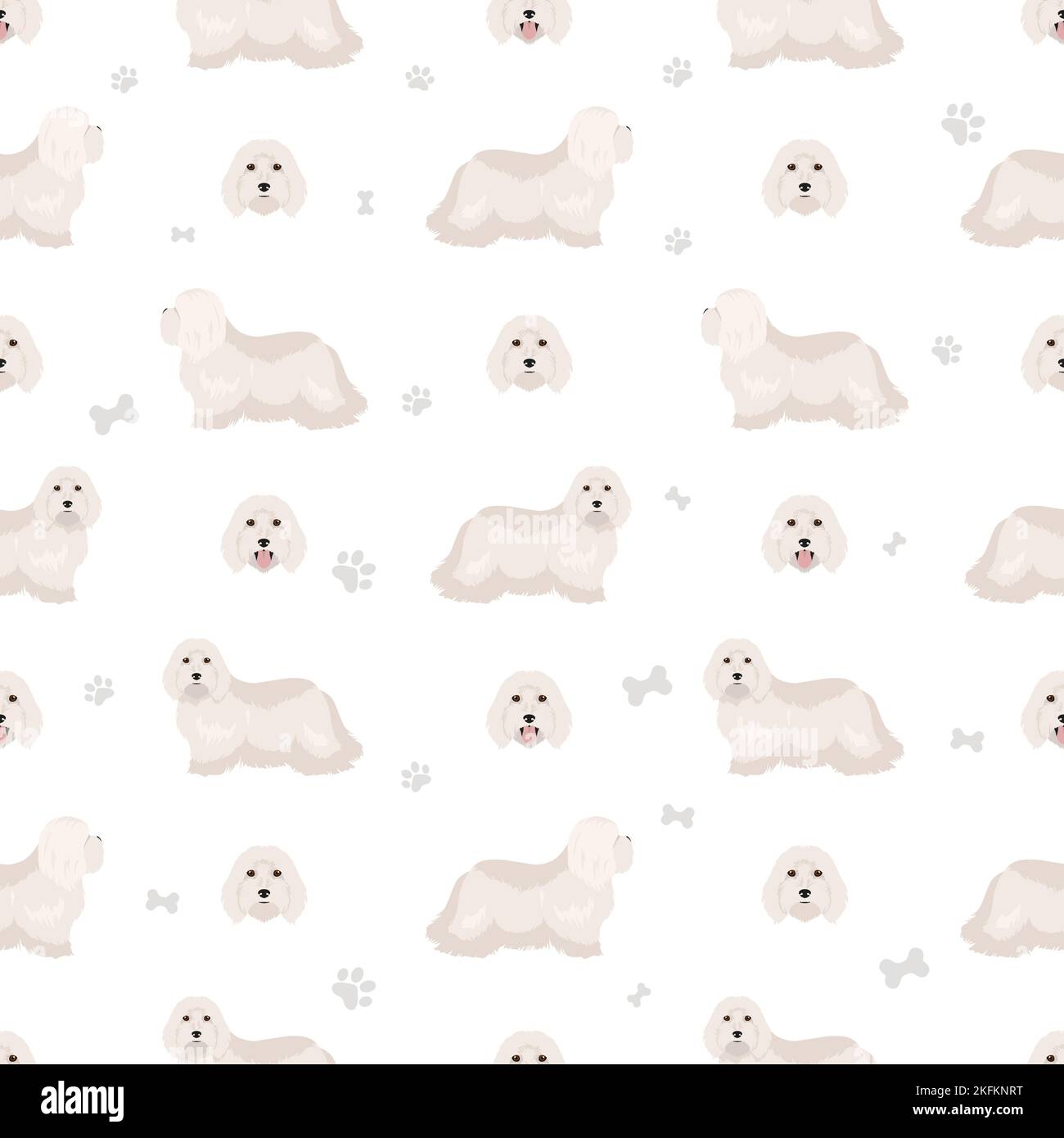 Coton de Tulear seamless pattern. Different poses, coat colors set