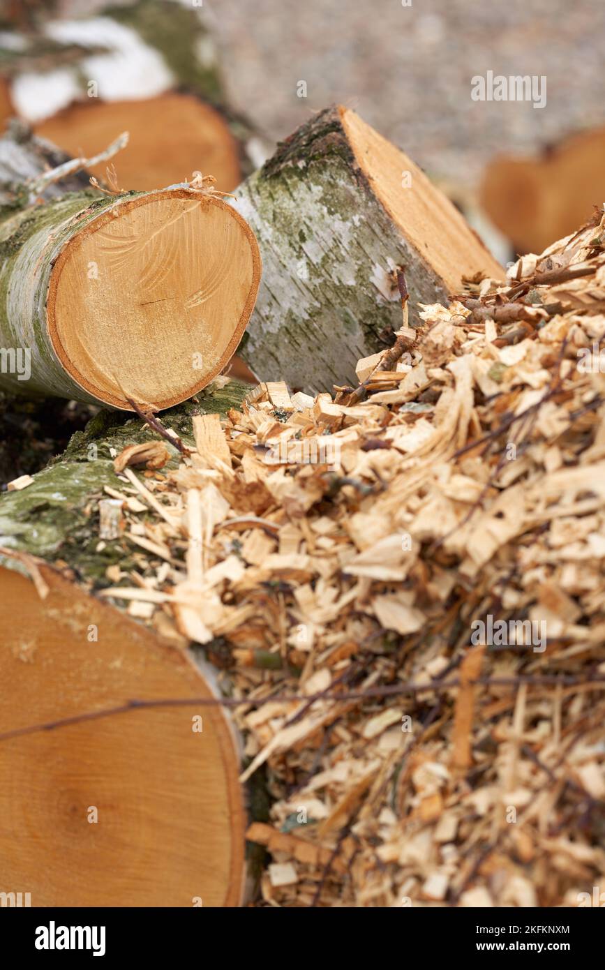 Firewood of birch. Birch tree very fine firewood. Clearing up the
