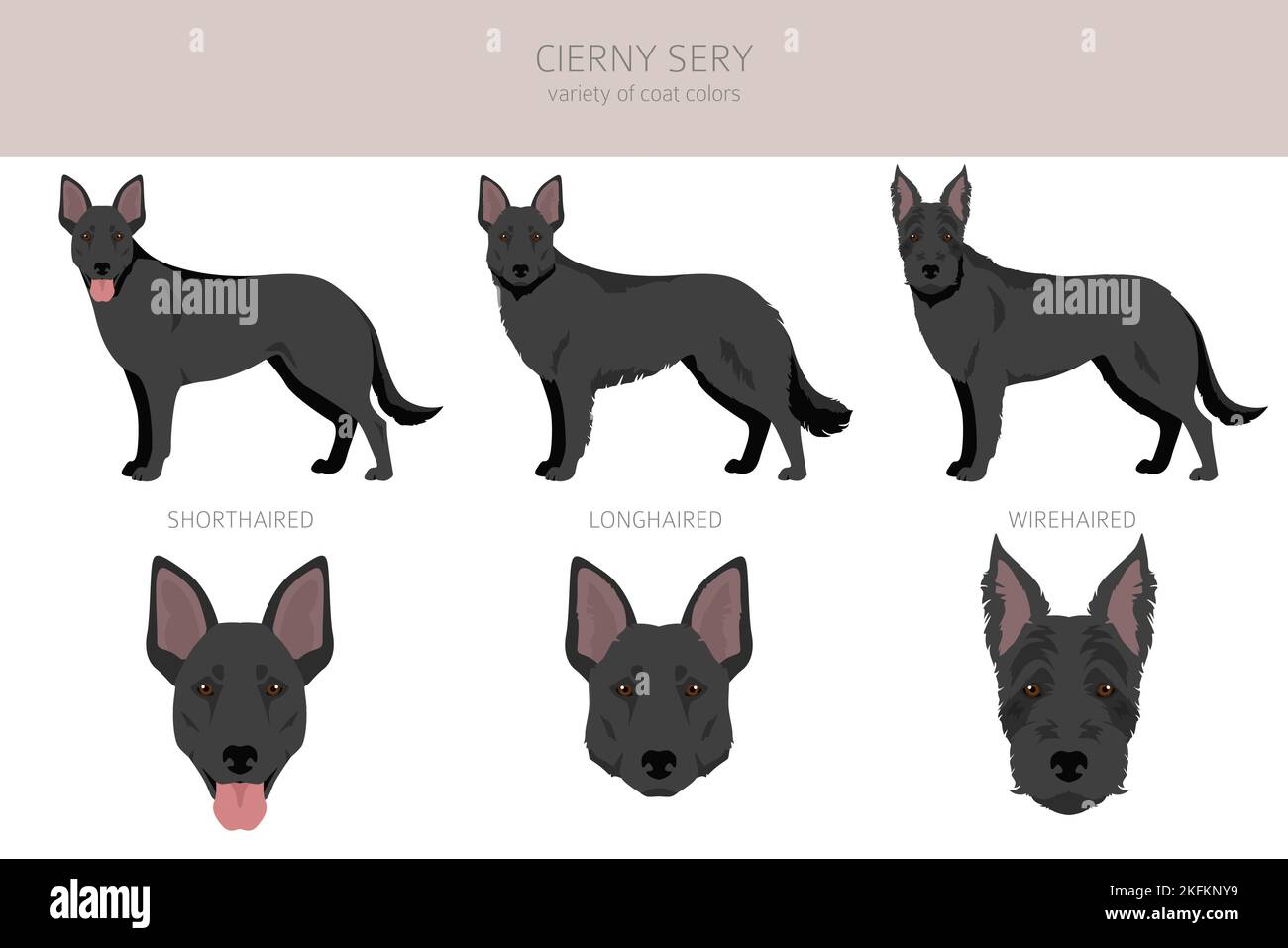 Cierny Sery clipart. Different poses, coat colors set.  Vector illustration Stock Vector